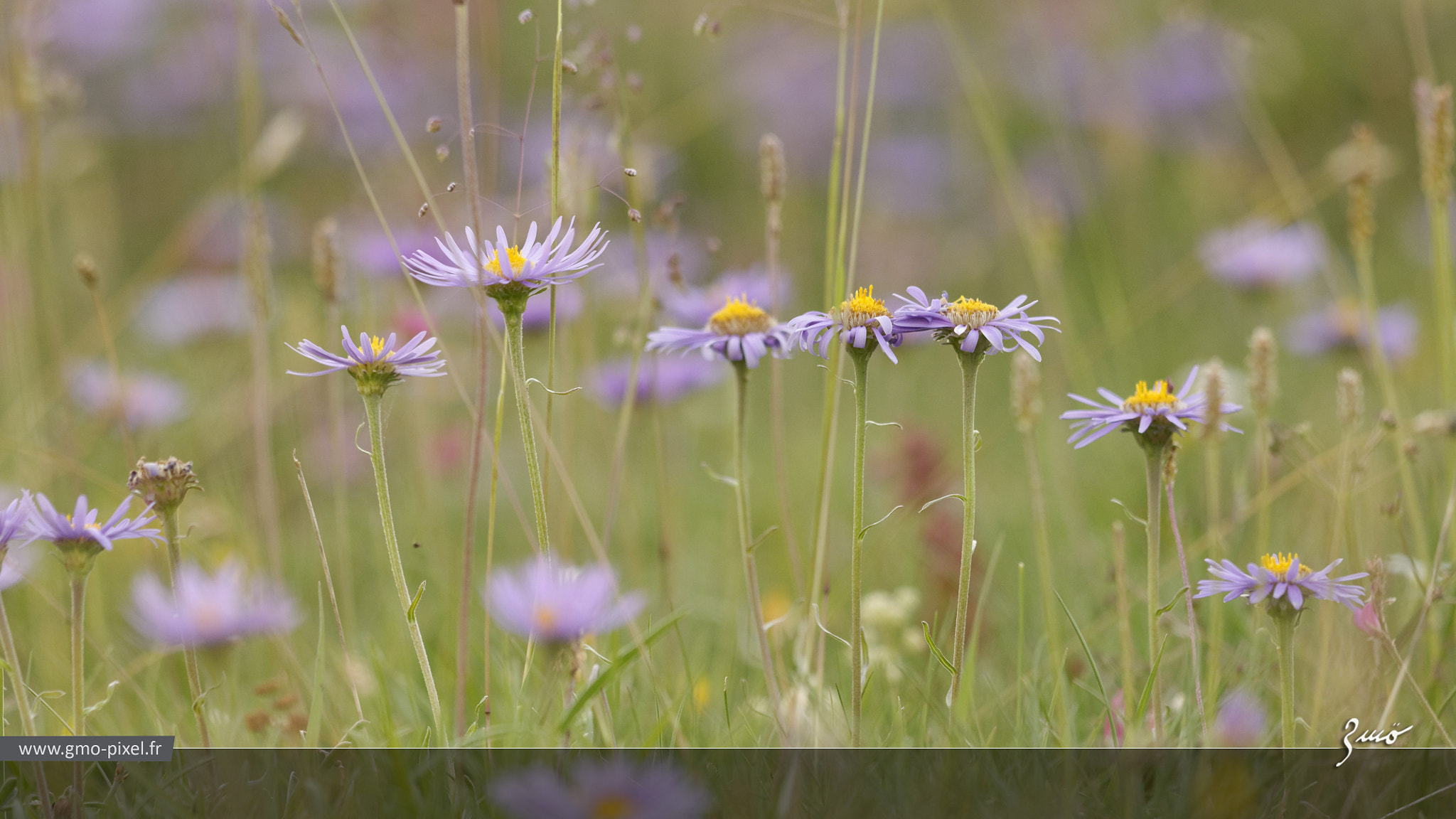 Sigma 150mm F2.8 EX DG Macro HSM sample photo. Aster des alpes photography