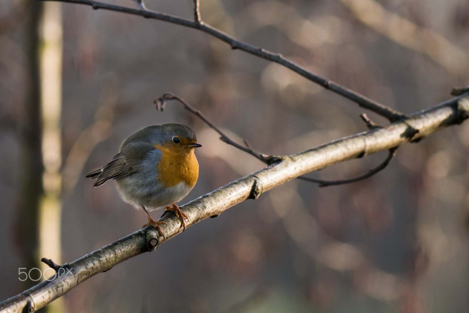 Panasonic Lumix DMC-GX7 sample photo. Redbreast photography