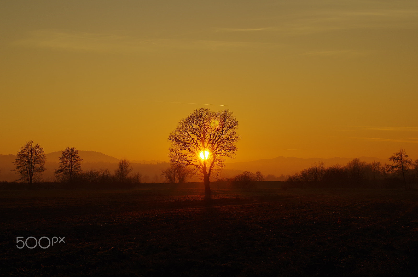 Pentax K-50 + Pentax smc FA 50mm F1.4 sample photo. Barje sunset with tree photography