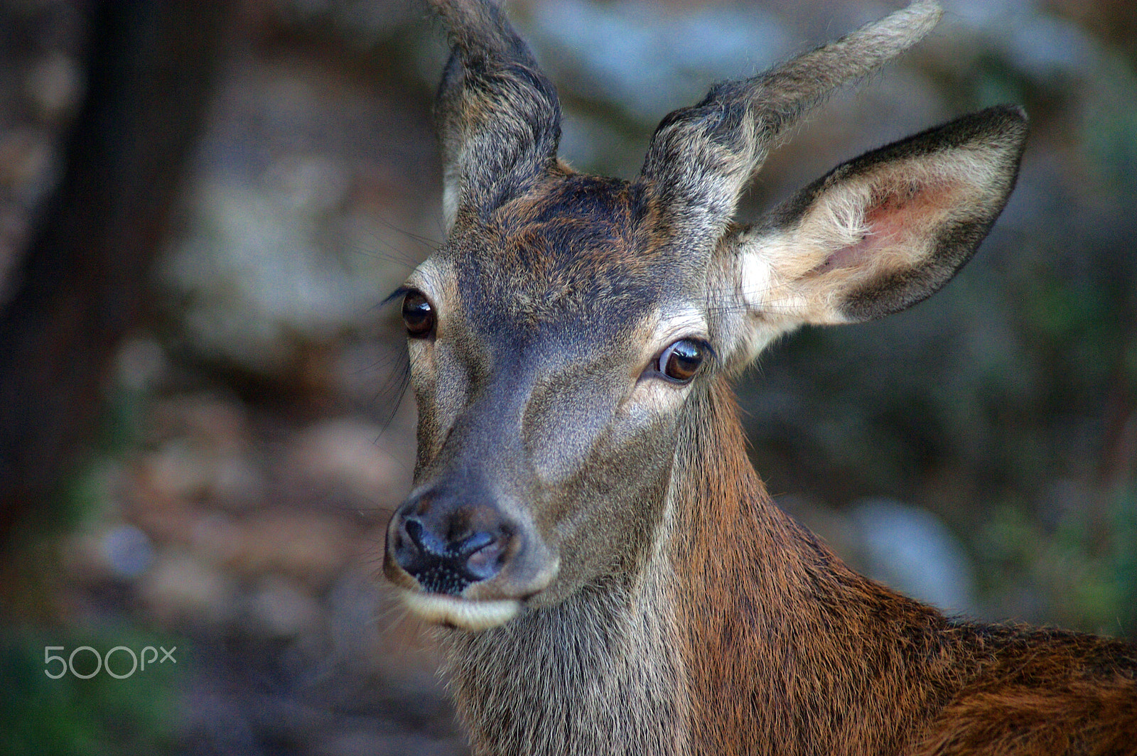 Pentax K10D sample photo. Deer photography