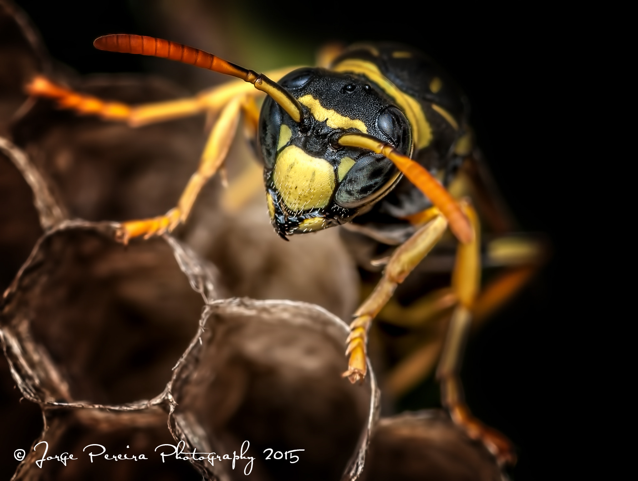 Sigma 105mm F2.8 EX DG OS HSM sample photo. Wasp photography