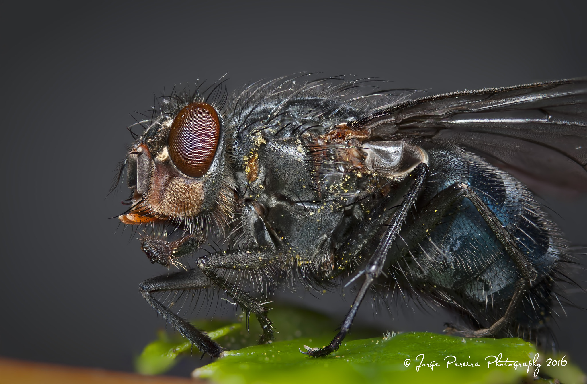 Sigma 105mm F2.8 EX DG OS HSM sample photo. Calliphora vomitoria photography