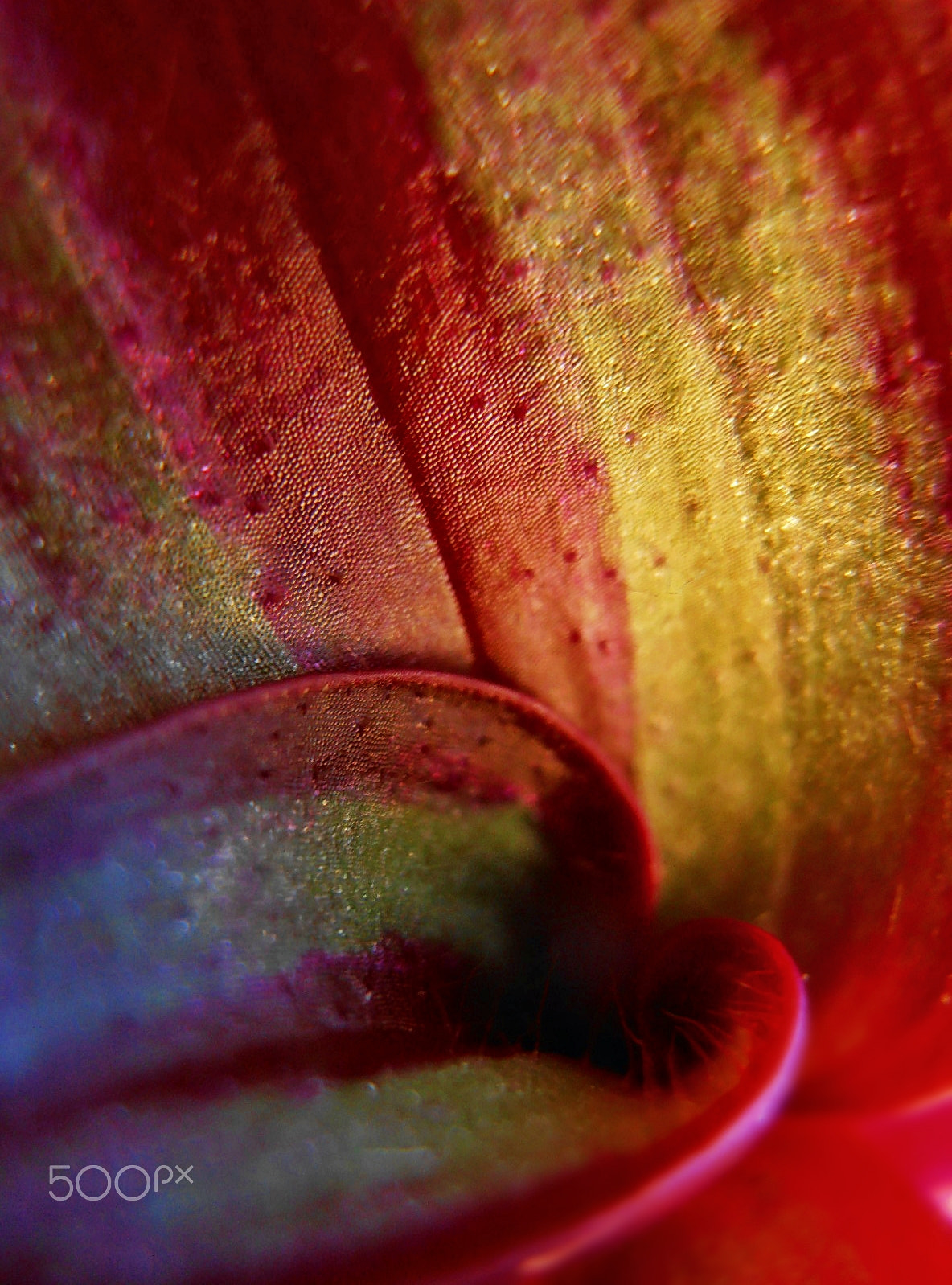 Olympus VR325,VR320,D725 sample photo. Leaf tissue photography