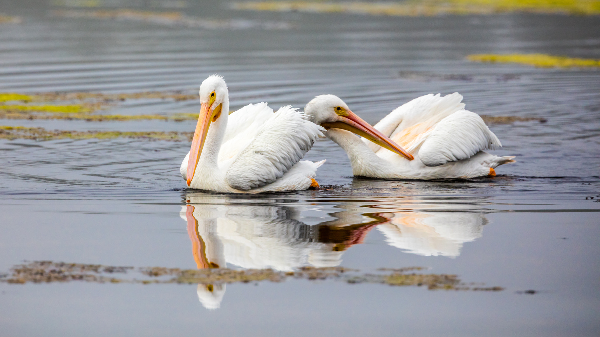 Canon EF 300mm F2.8L IS II USM sample photo. White pelican photography