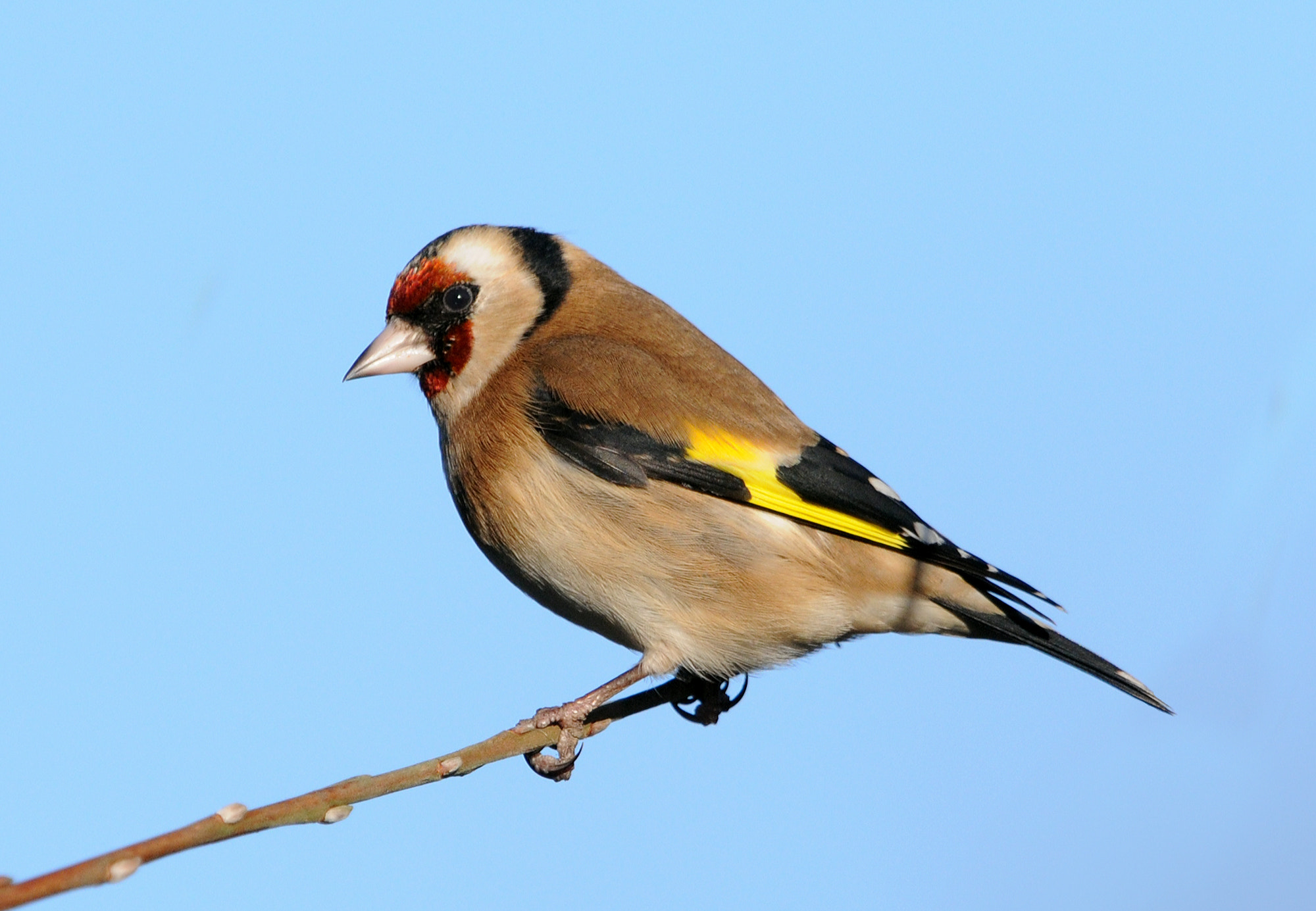 Nikon AF-S Nikkor 400mm F2.8G ED VR II sample photo. Goldfinch photography
