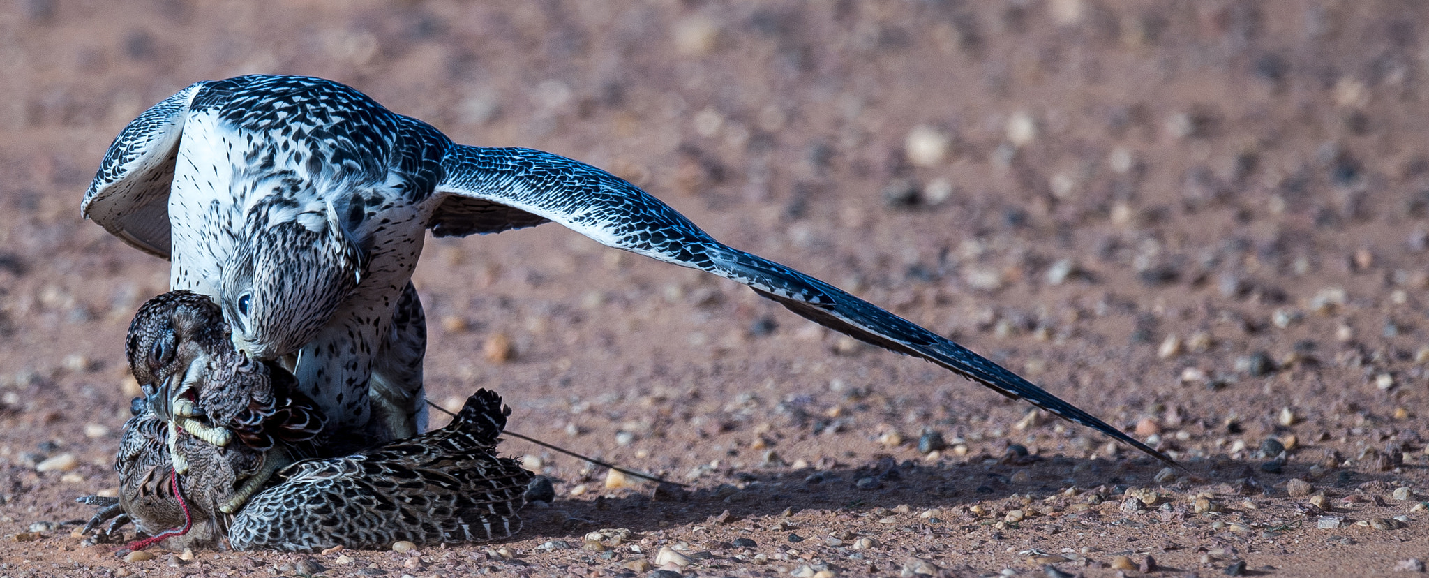 Nikon D4 + Sigma 24-60mm F2.8 EX DG sample photo. Hunting photography