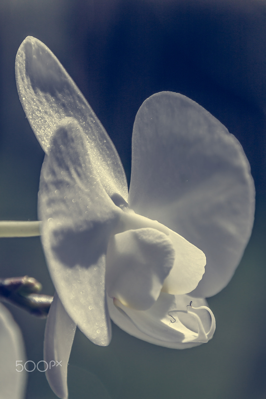 Sigma 18-250mm F3.5-6.3 DC OS HSM sample photo. Flower photography