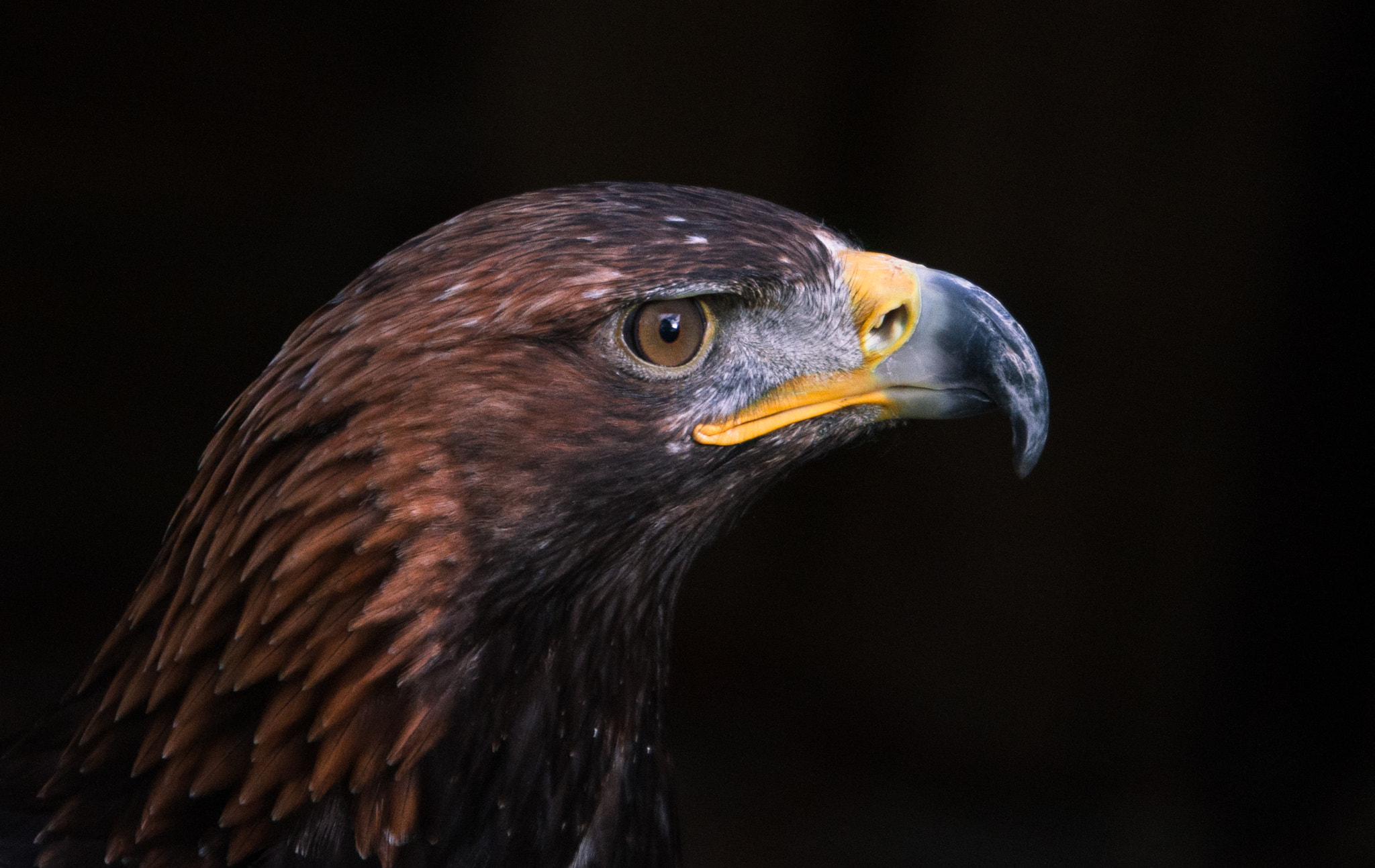 Canon EOS 40D + Canon EF 70-300mm F4.5-5.6 DO IS USM sample photo. Golden eagle photography