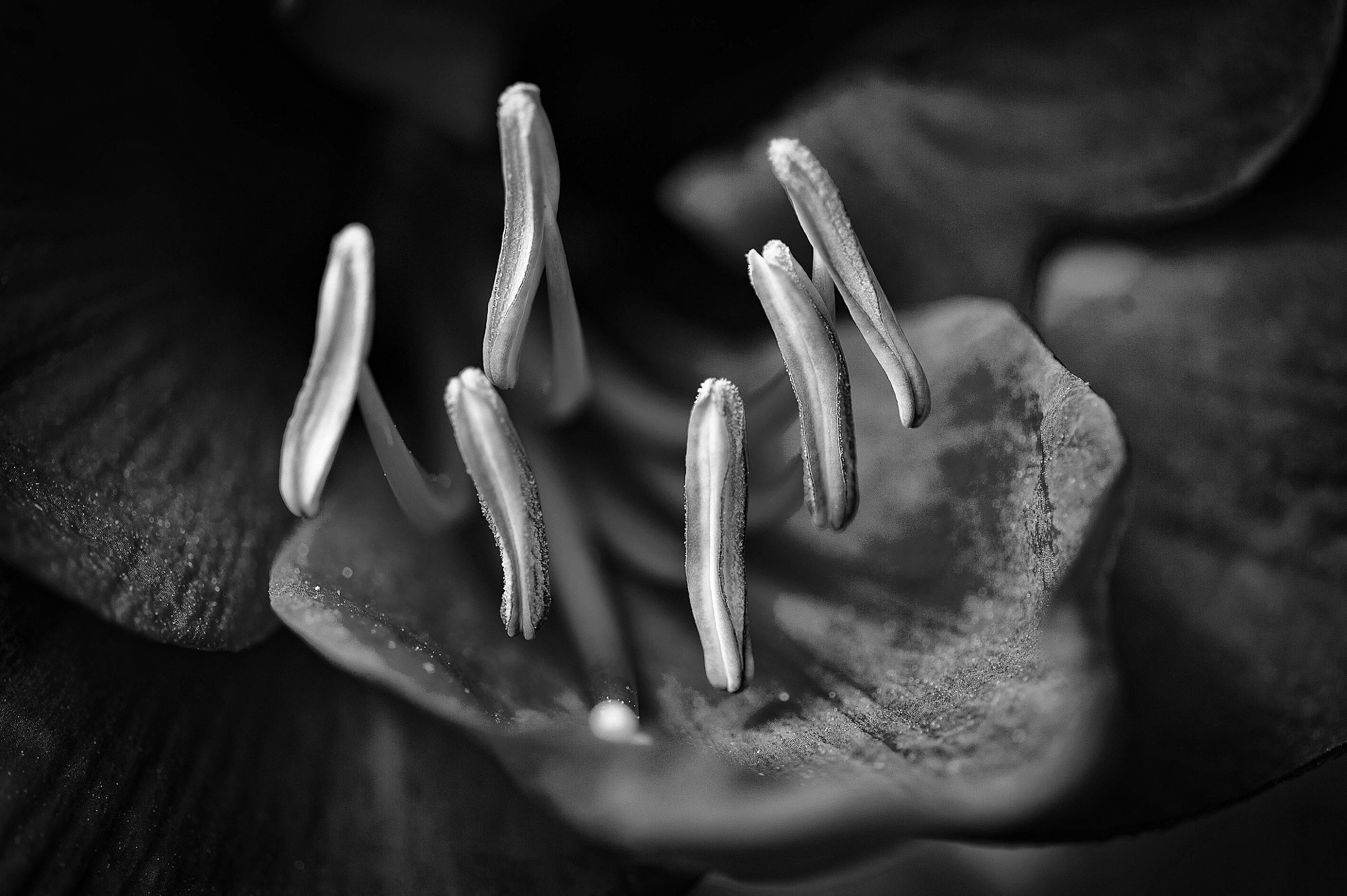 Nikon D700 + Nikon AF Micro-Nikkor 200mm F4D ED-IF sample photo. Edit edit photography