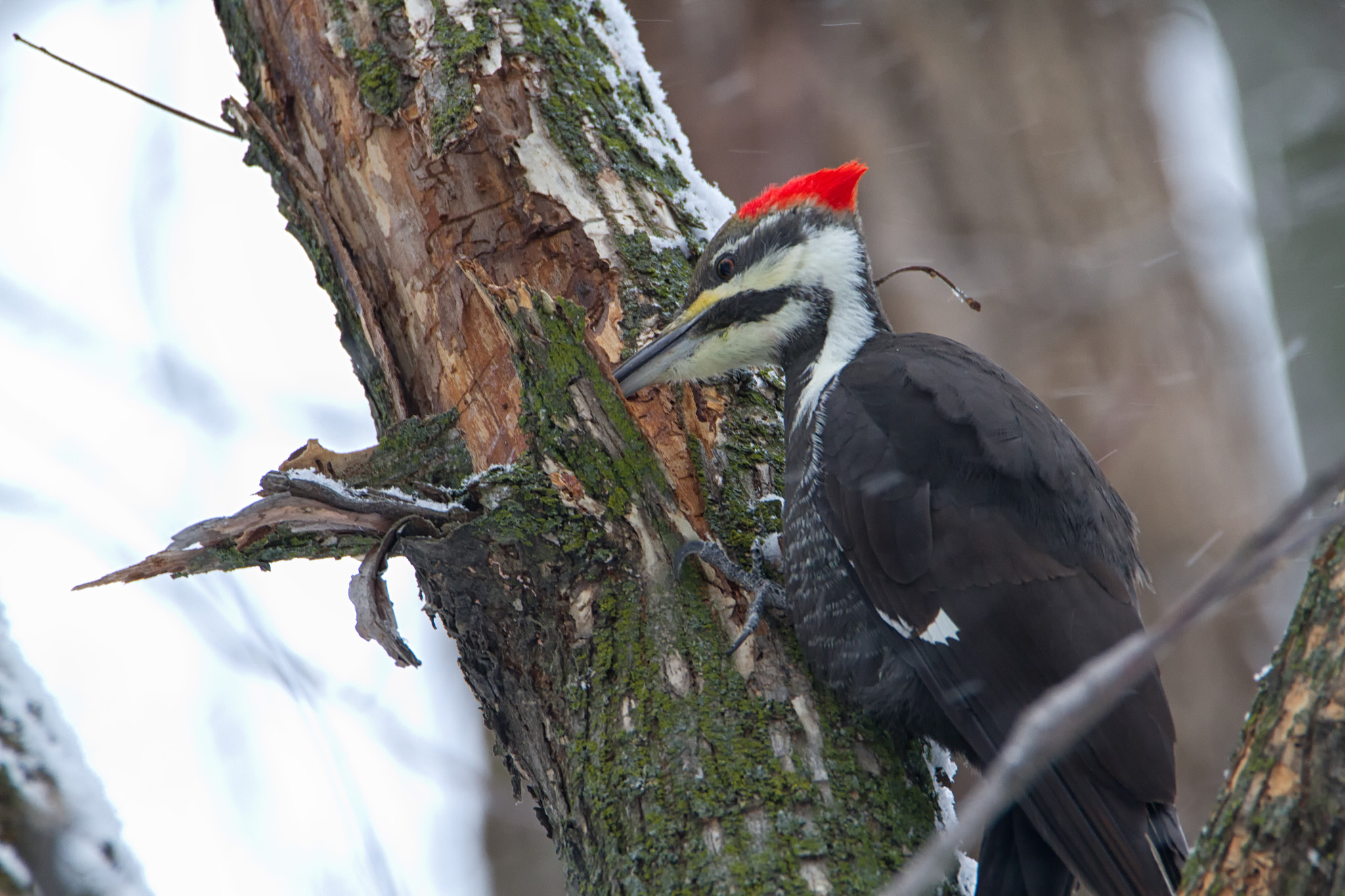 Canon EOS 7D + Tamron SP 150-600mm F5-6.3 Di VC USD sample photo. Pileated woodpecker photography