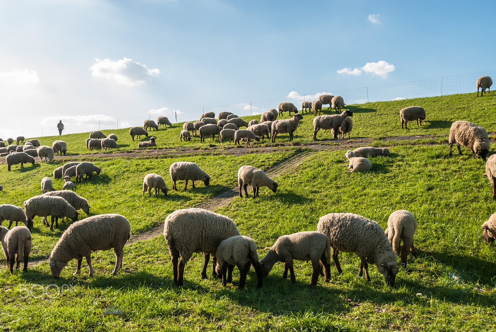 Nikon D80 sample photo. Sheep grazing on the dike in spring in northern germany  photography