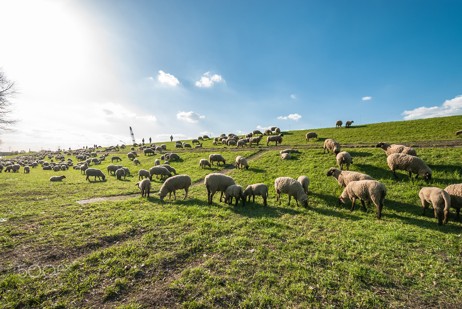 Nikon D80 + Nikon AF-S DX Nikkor 10-24mm F3-5-4.5G ED sample photo. Sheep grazing on the dike in spring in northern germany  photography