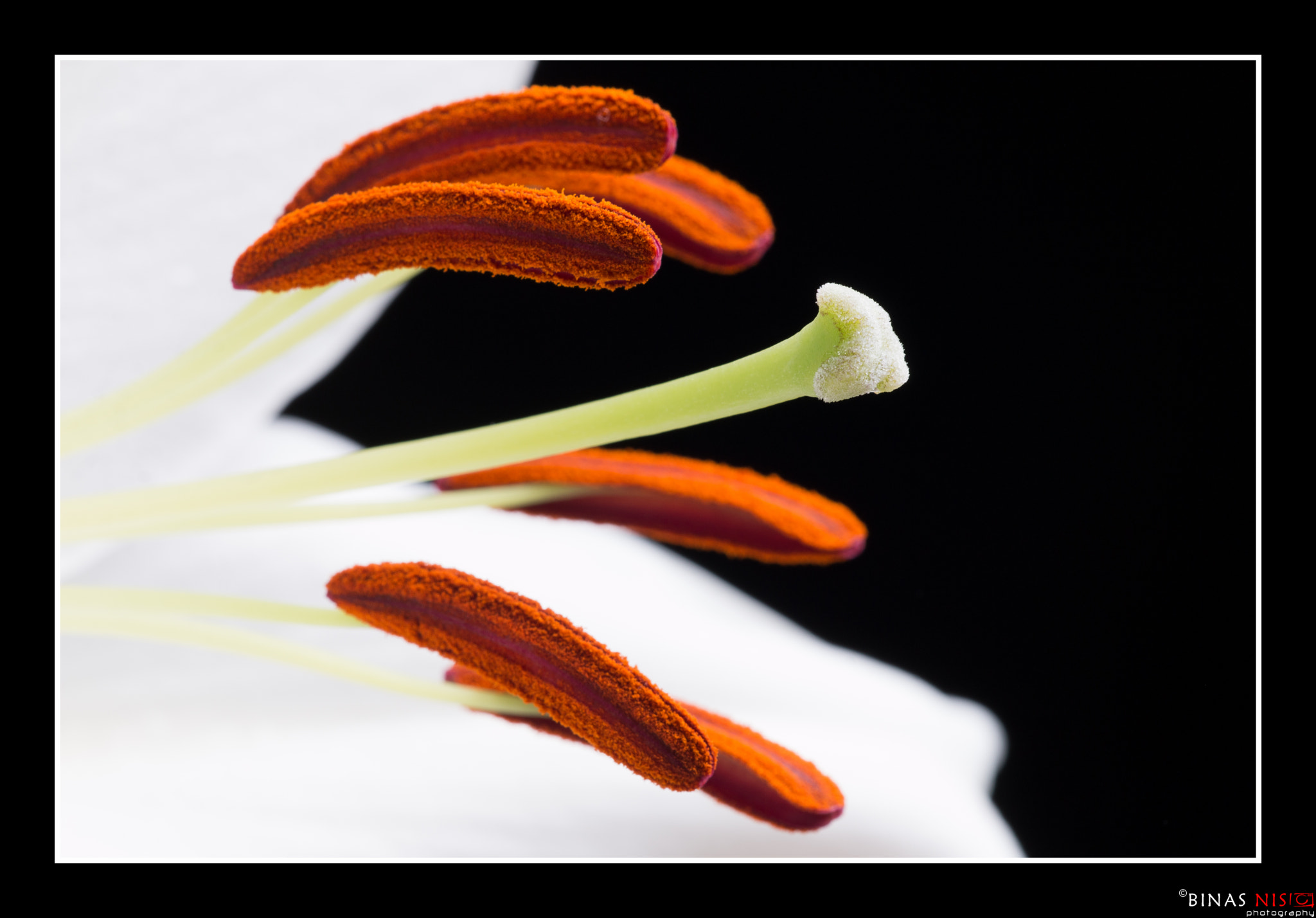 Sigma APO Macro 150mm f/2.8 EX DG HSM sample photo. Lilium photography