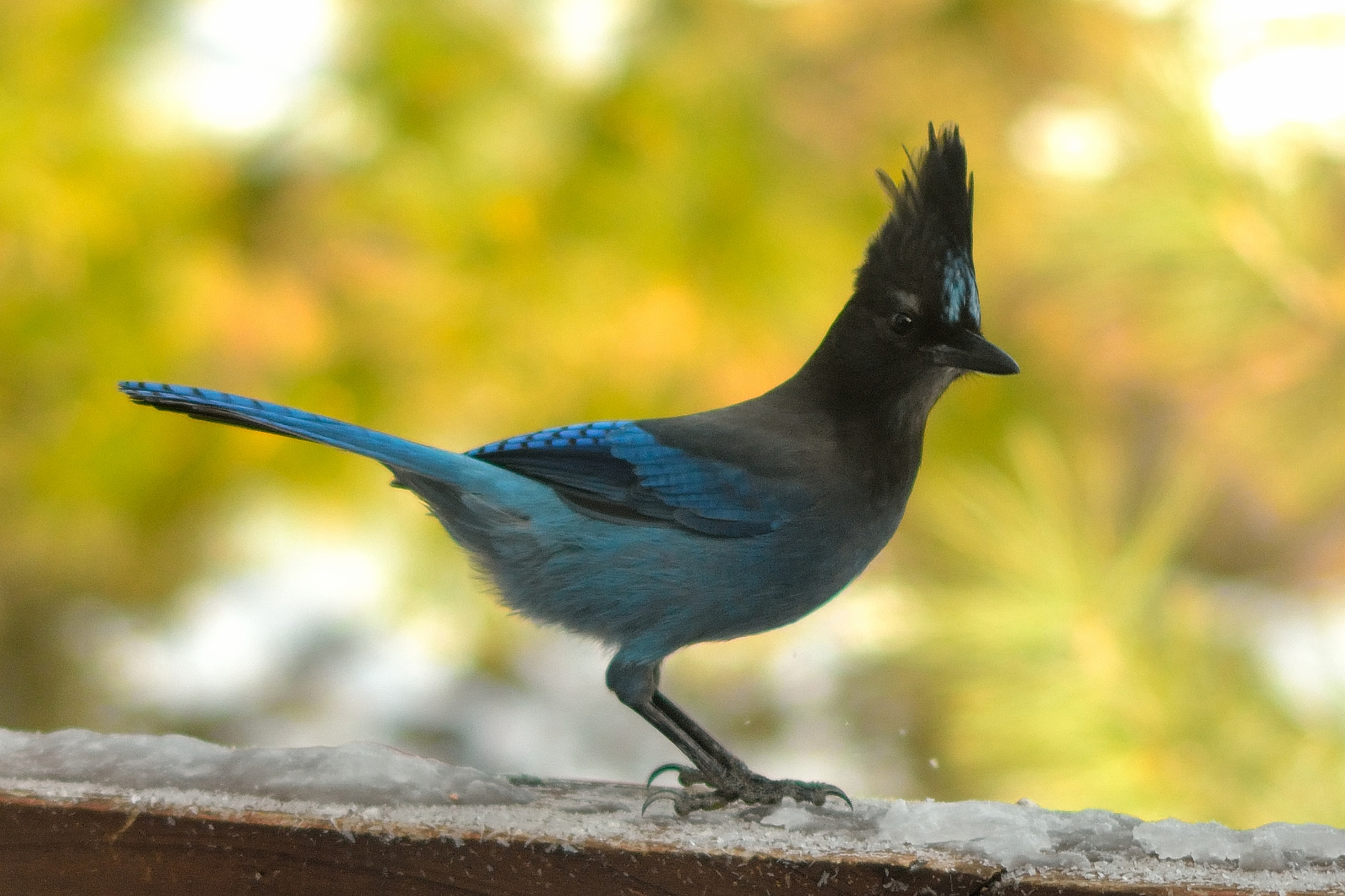 Nikon D3100 + AF Zoom-Nikkor 35-70mm f/2.8 sample photo. Steller's jays photography