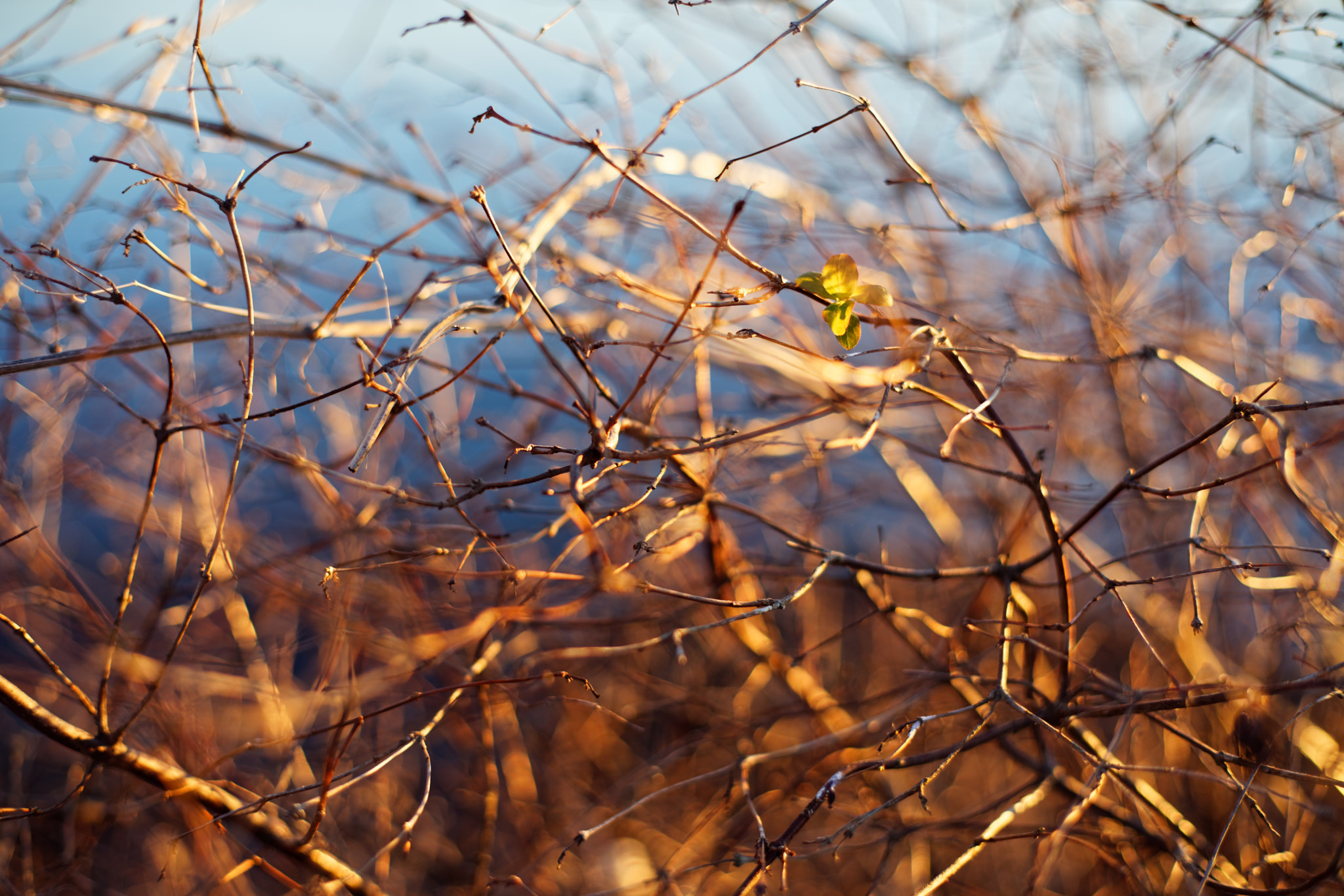 Sony a7 II + Canon EF 50mm F1.8 II sample photo. Wooden web photography