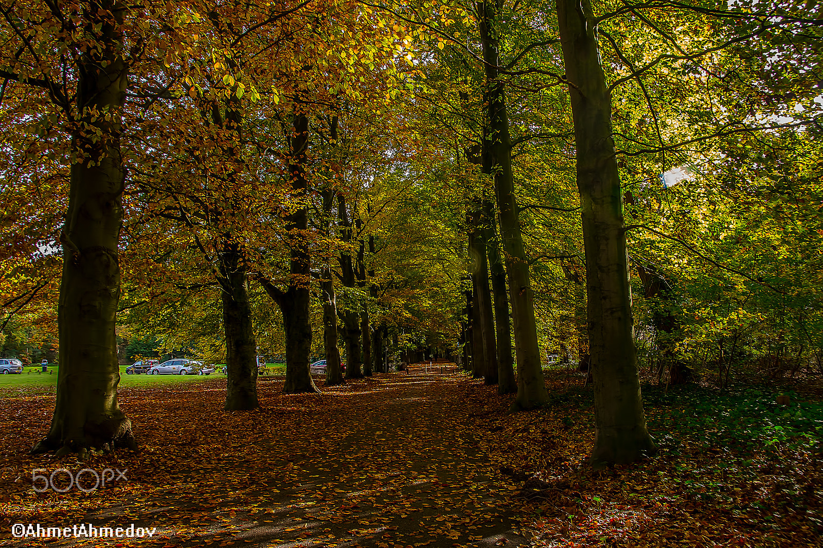 Sony Alpha DSLR-A550 sample photo. Orman photography