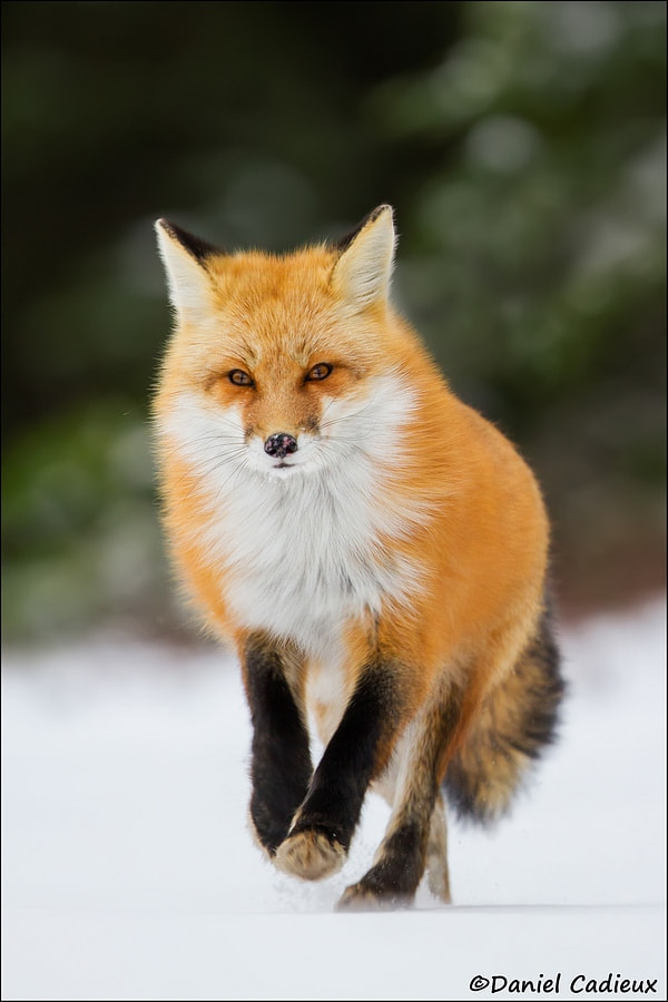 Canon EF 500mm F4L IS II USM sample photo. Cantering red fox photography