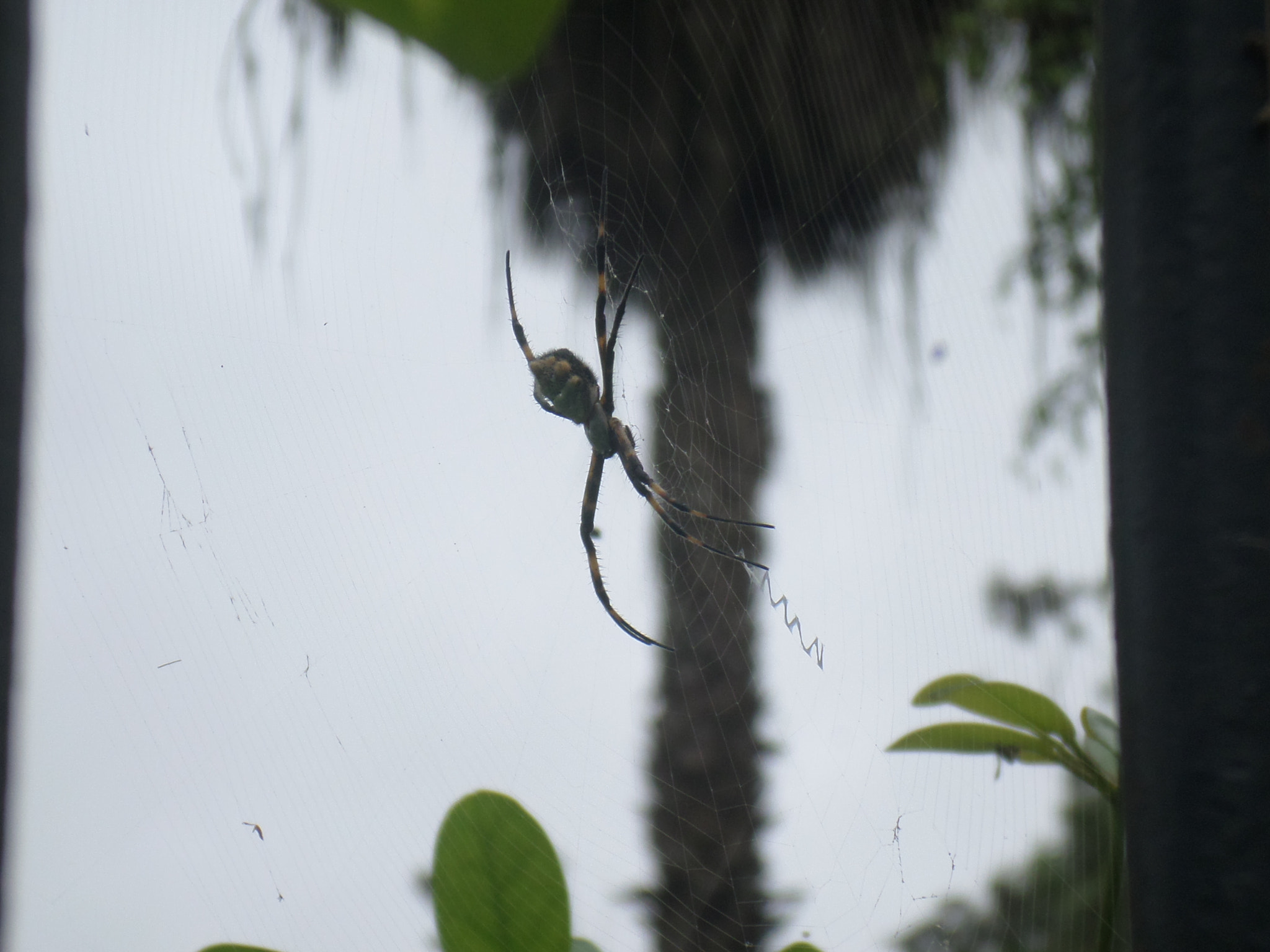 Samsung ST2014F sample photo. Otra araÑa photography