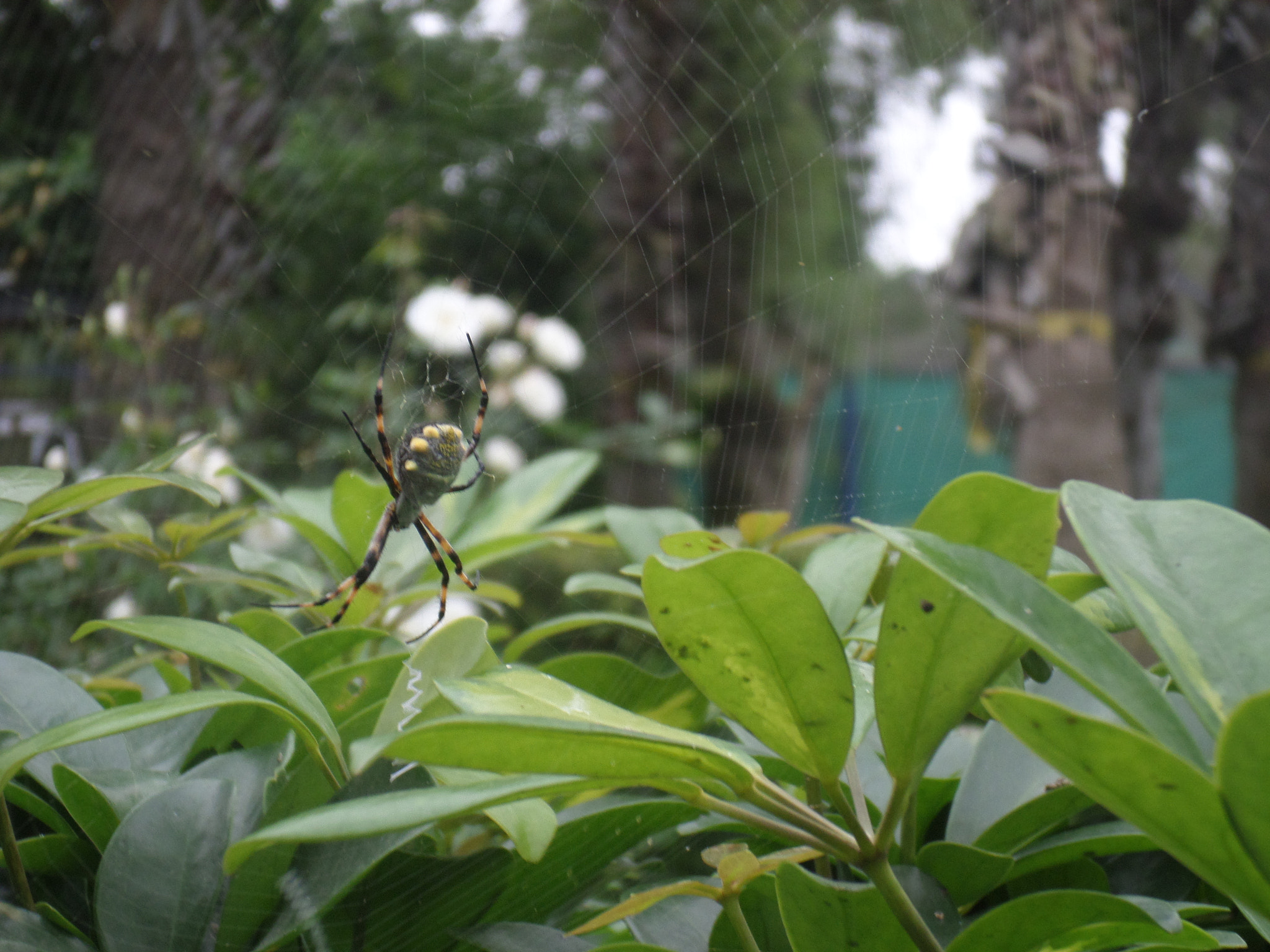 Samsung ST2014F sample photo. Una araÑita photography