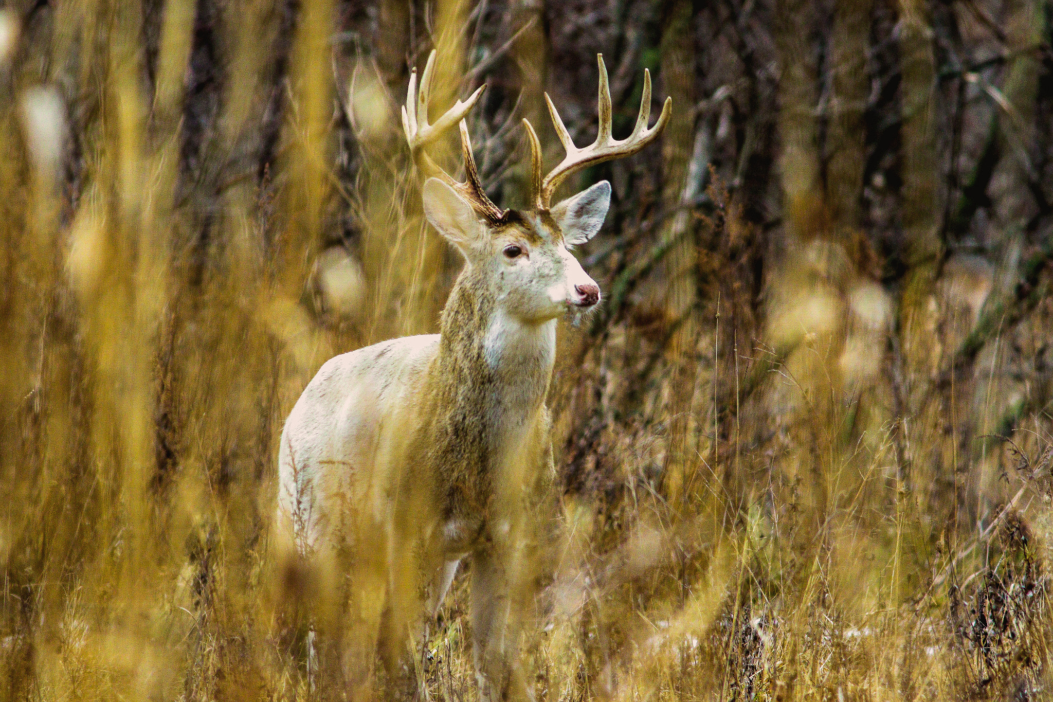 Canon EF 400mm F5.6L USM sample photo. Ghost of the woods photography