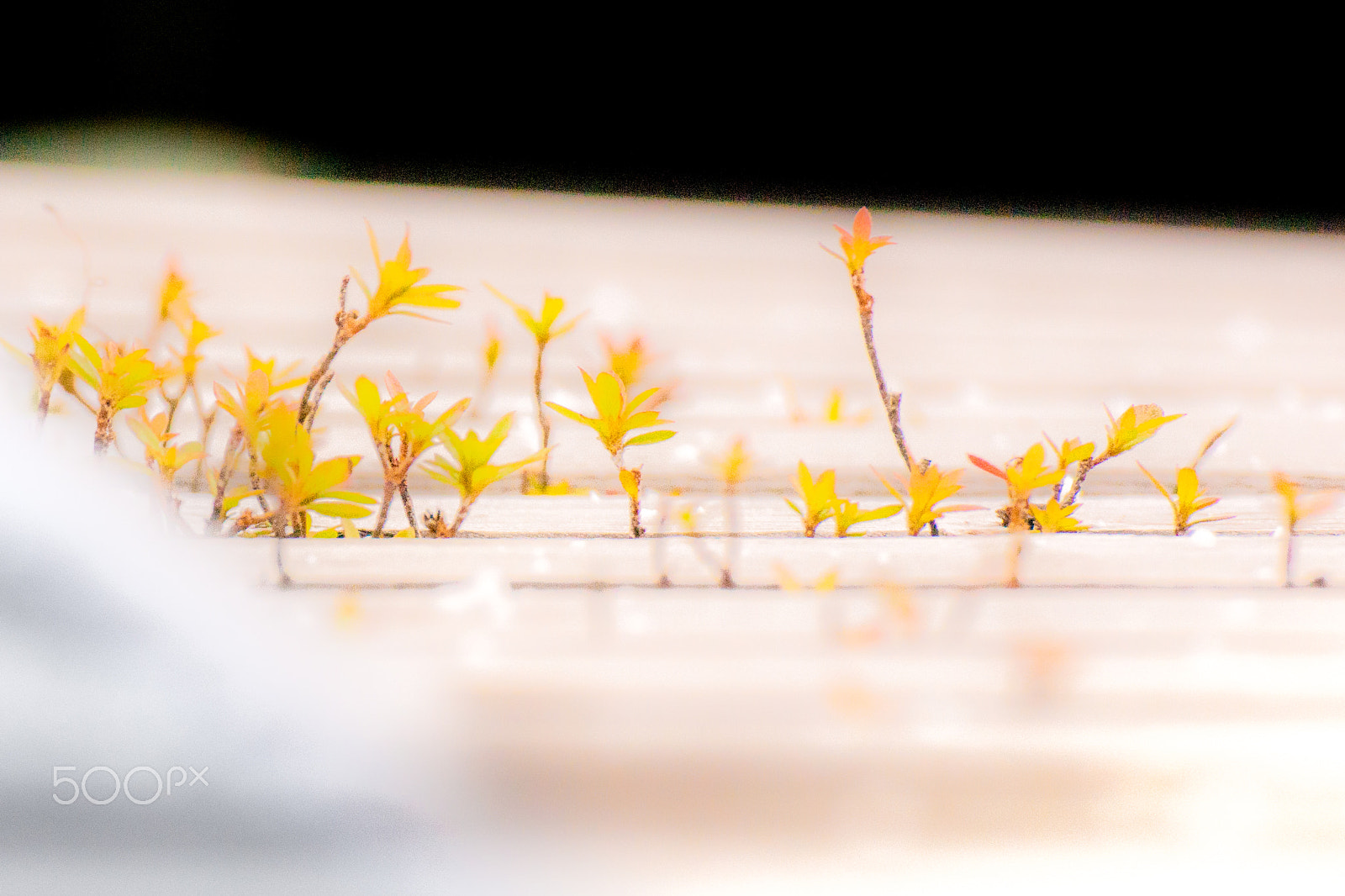 Tamron SP 70-300mm F4-5.6 Di USD sample photo. Winter sprouting photography