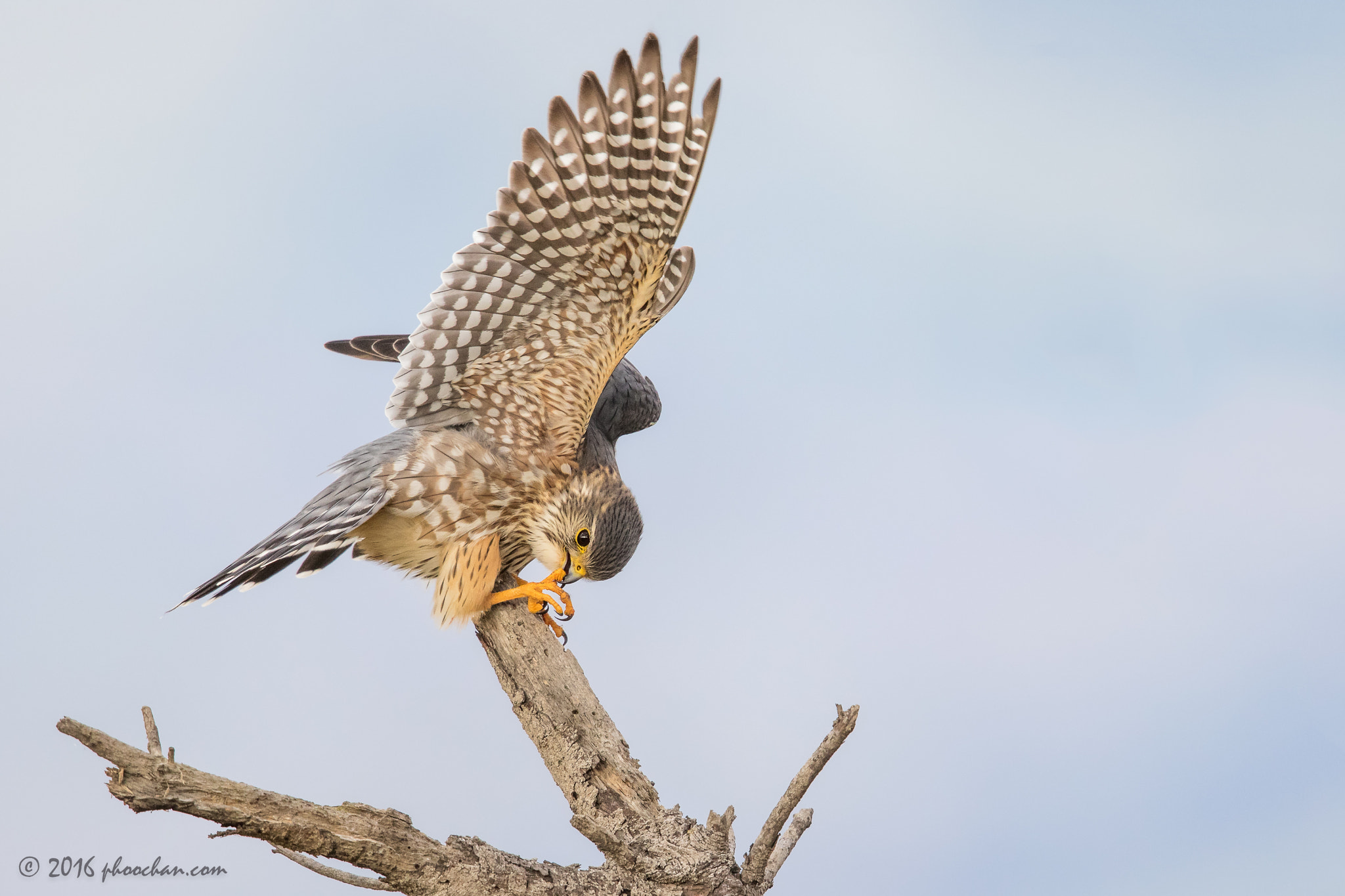 Canon EF 600mm F4L IS II USM sample photo. Pedicure.. photography
