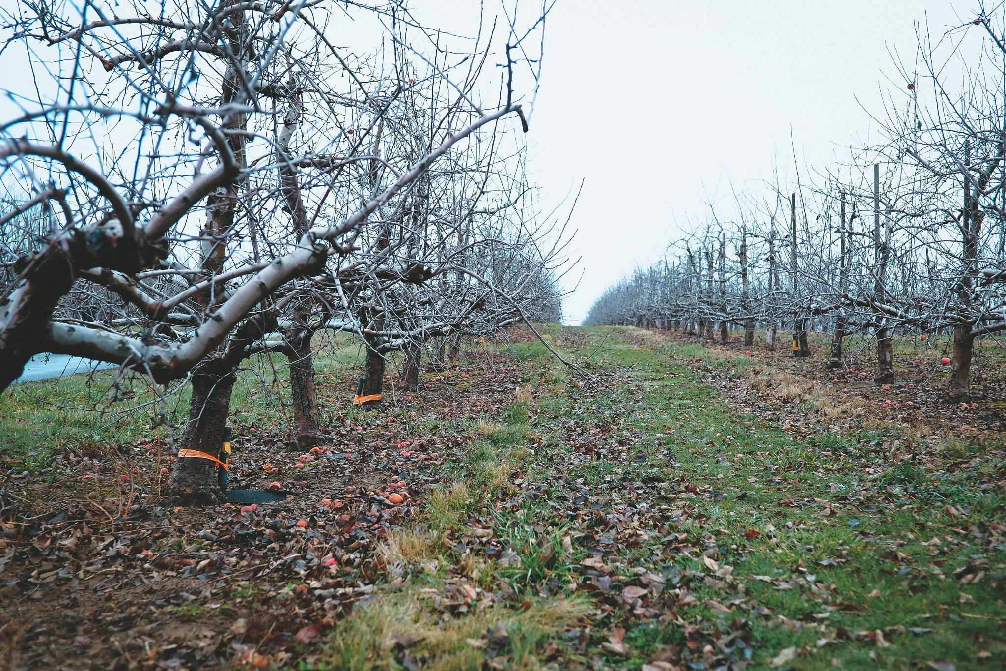 Fujifilm X-E1 + ZEISS Touit 32mm F1.8 sample photo. Winter orchard photography