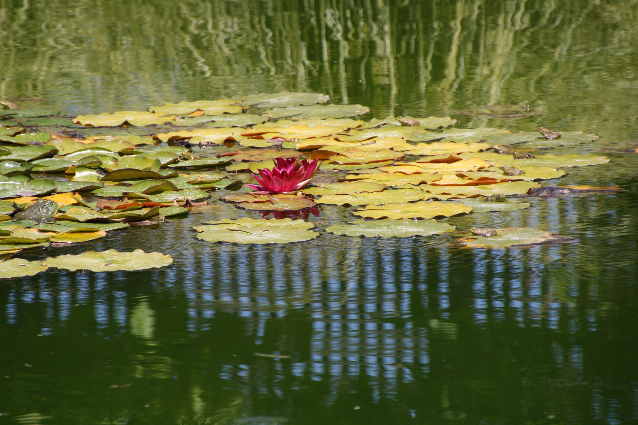 Canon EOS 1000D (EOS Digital Rebel XS / EOS Kiss F) sample photo. Frogs and flower photography