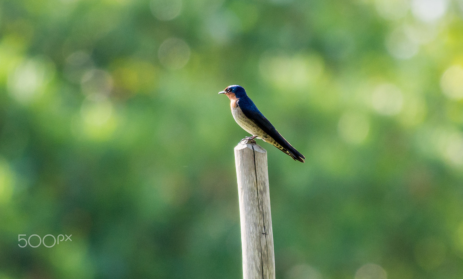 Olympus OM-D E-M5 sample photo. Pacific swallow resting on a wooden pole photography