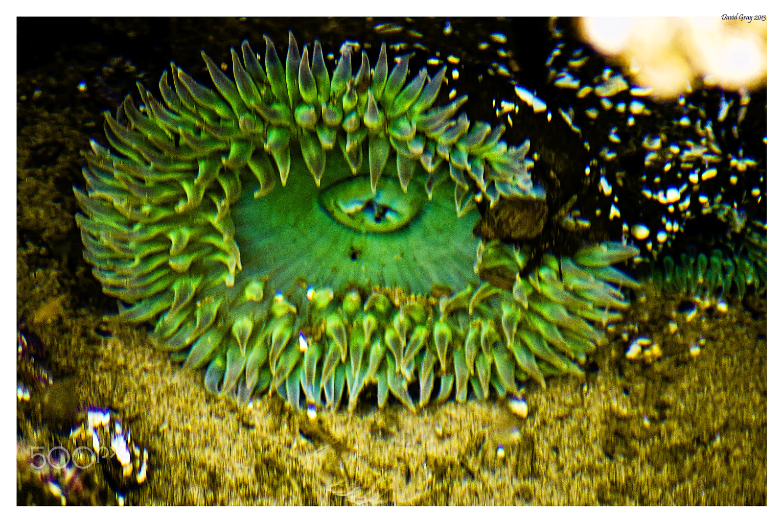 Tamron AF 70-300mm F4-5.6 Di LD Macro sample photo. Anenome photography