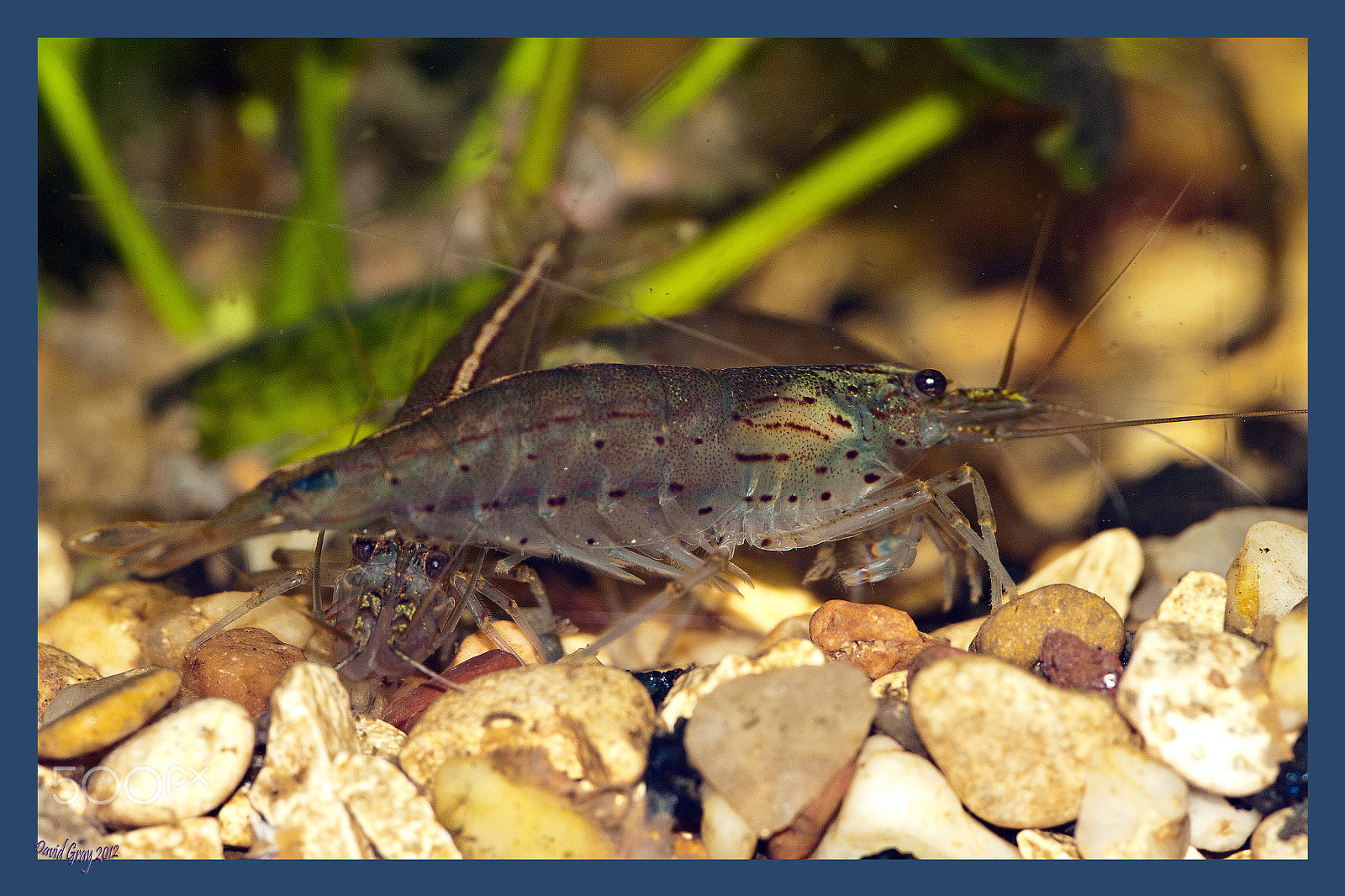 Pentax K-7 + A Series Lens sample photo. Amano shrimp photography