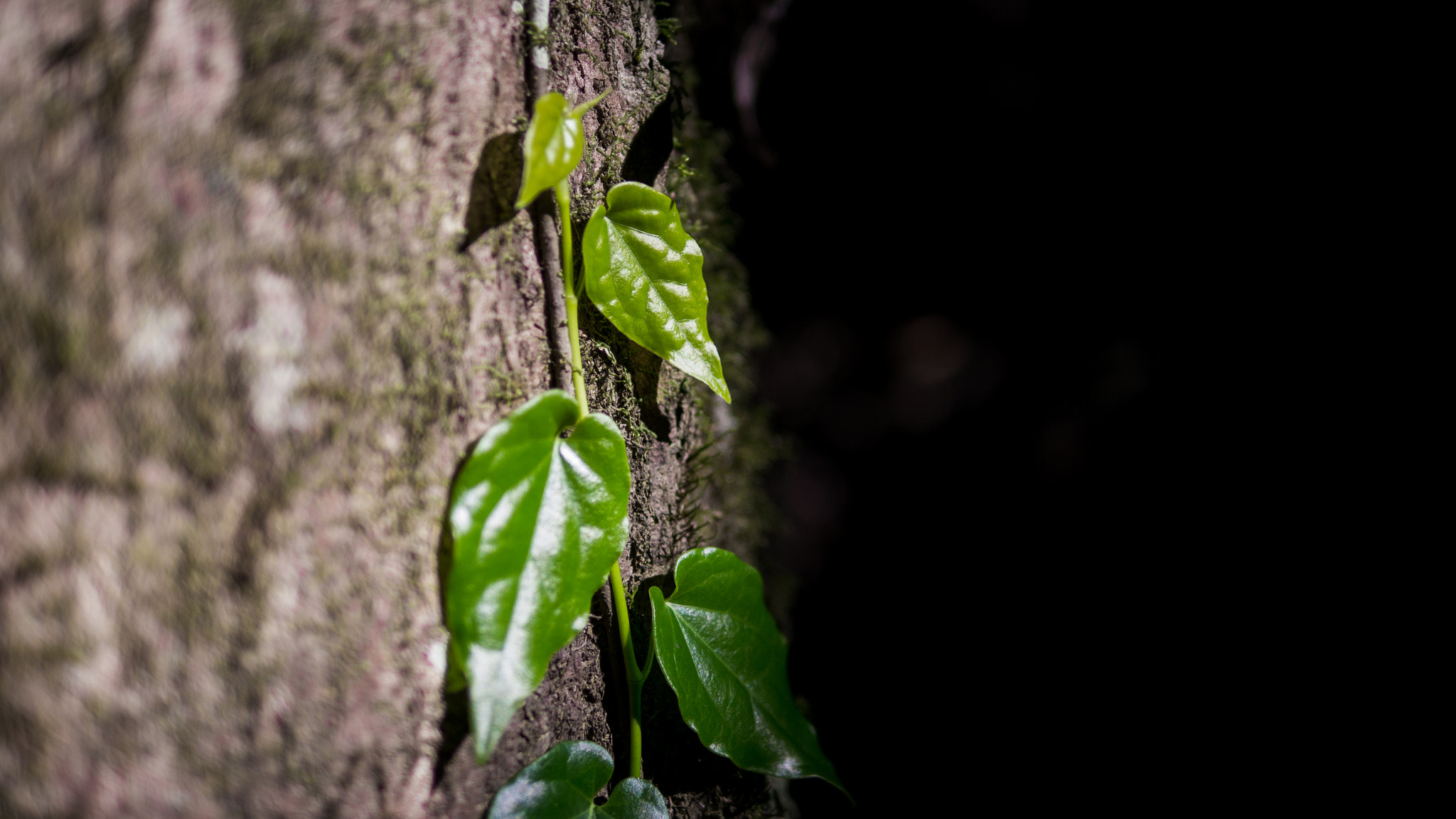 Panasonic Lumix DMC-GH2 + Panasonic Leica DG Summilux 25mm F1.4 II ASPH sample photo. Strive photography