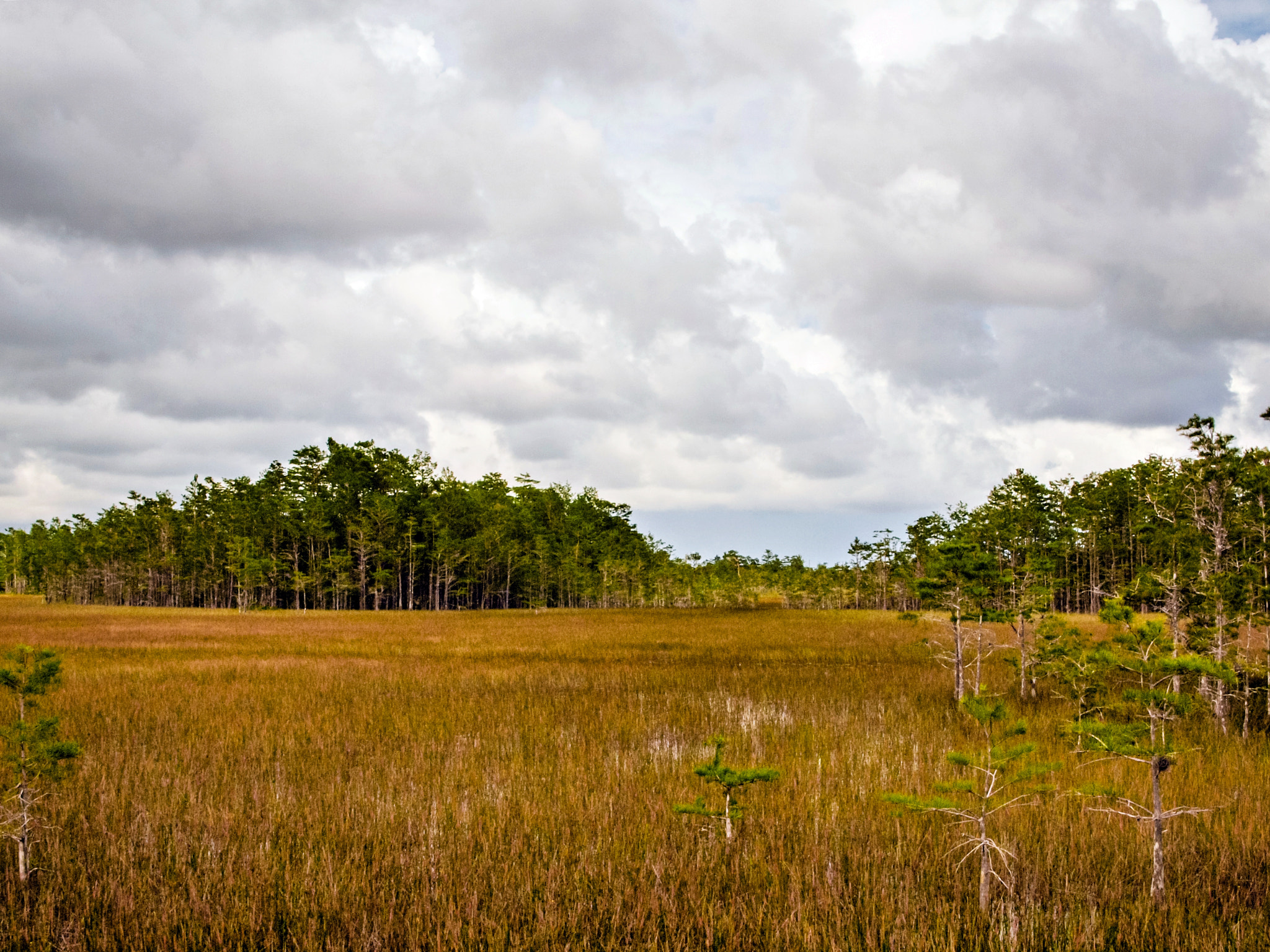 Olympus E-600 (EVOLT E-600) + OLYMPUS 14-42mm Lens sample photo. Cypress domes & sawgrass photography