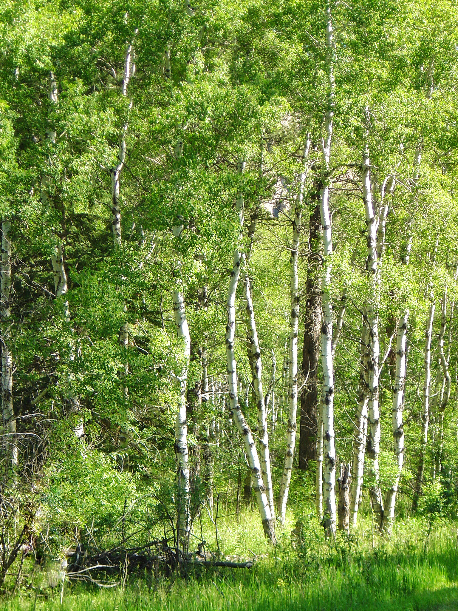 Sony DSC-P10 sample photo. Aspen trees photography