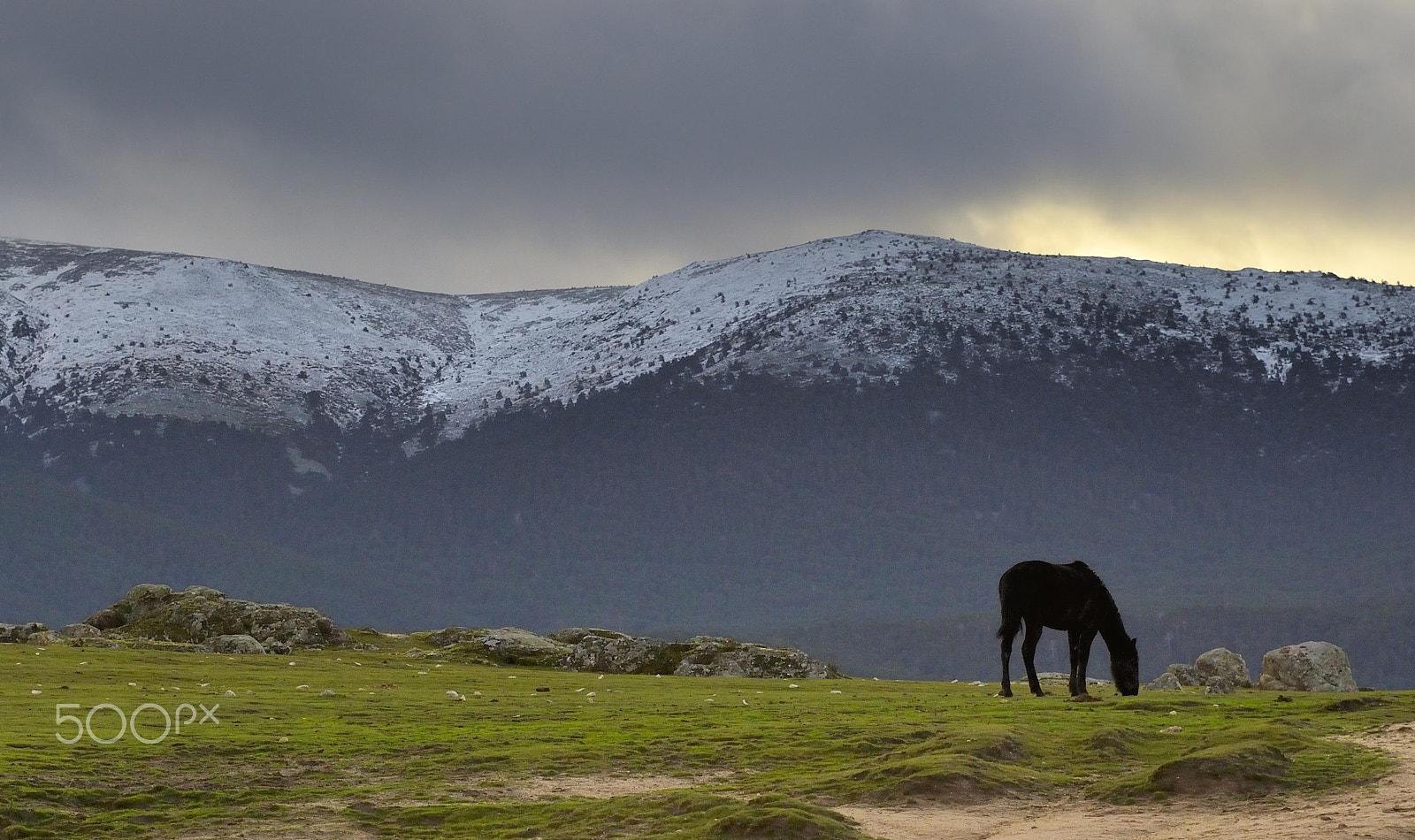 Sigma 28-70mm F2.8 EX sample photo. Caballo en libertad photography