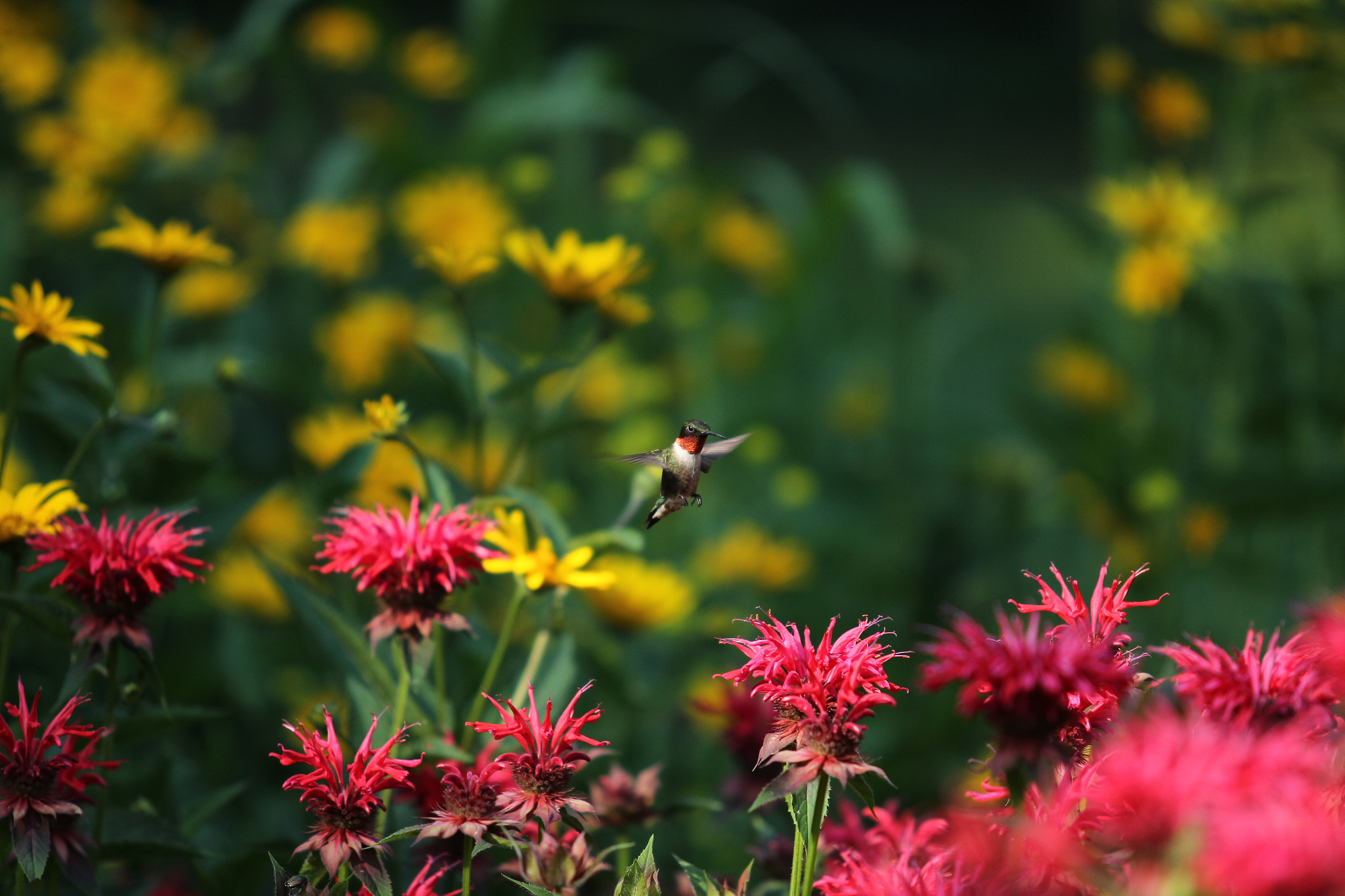 Canon EF 70-200mm F2.8L USM sample photo. Hovering in time photography