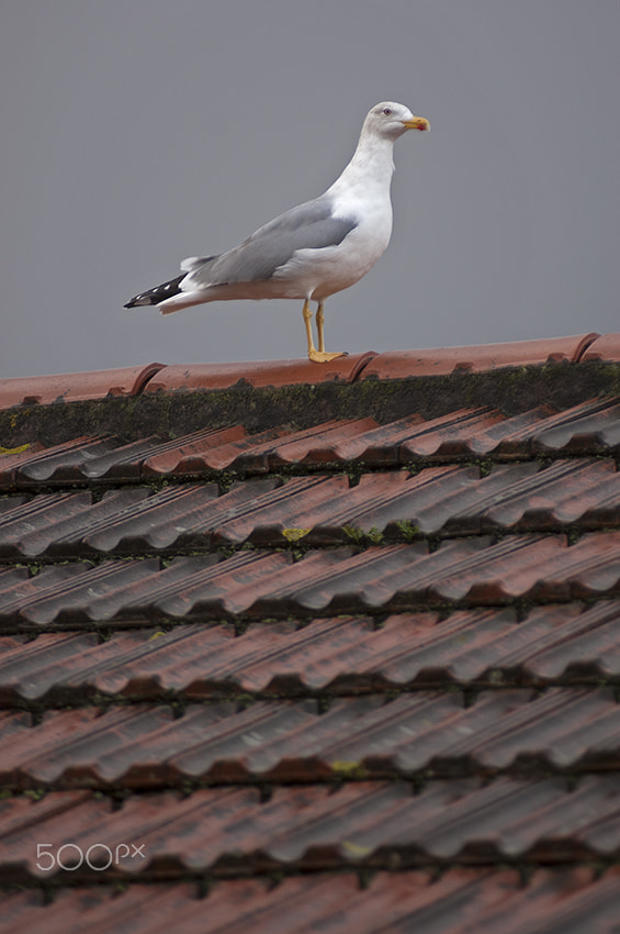 AF Zoom-Nikkor 80-200mm f/2.8 ED sample photo. Porto photography