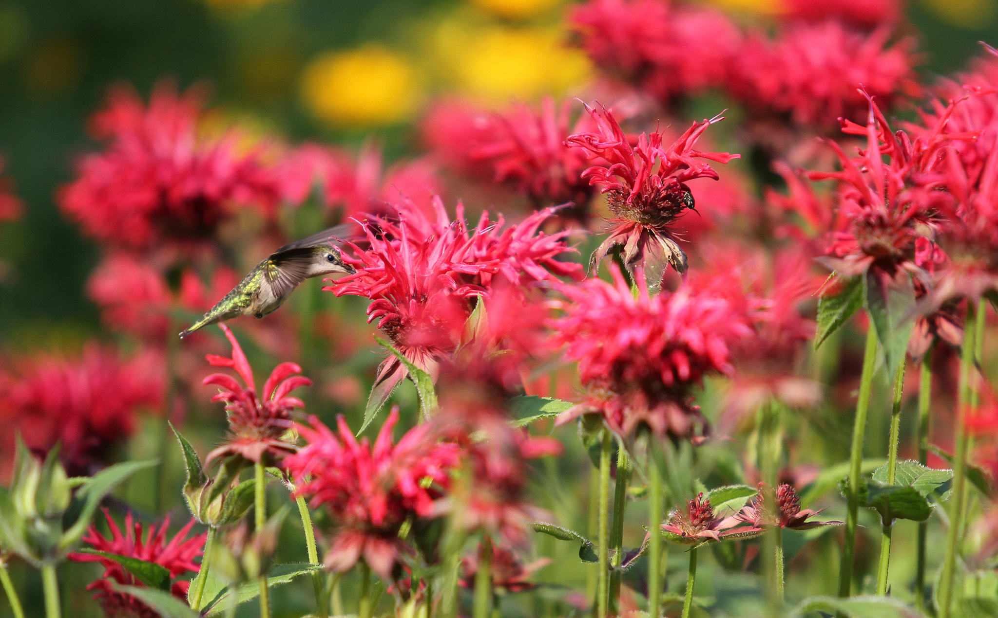 Canon EF 70-200mm F2.8L USM sample photo. Delicious photography
