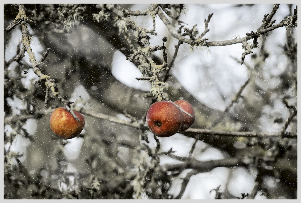 Canon EF 80-200mm f/2.8L sample photo. Forgotten apples photography