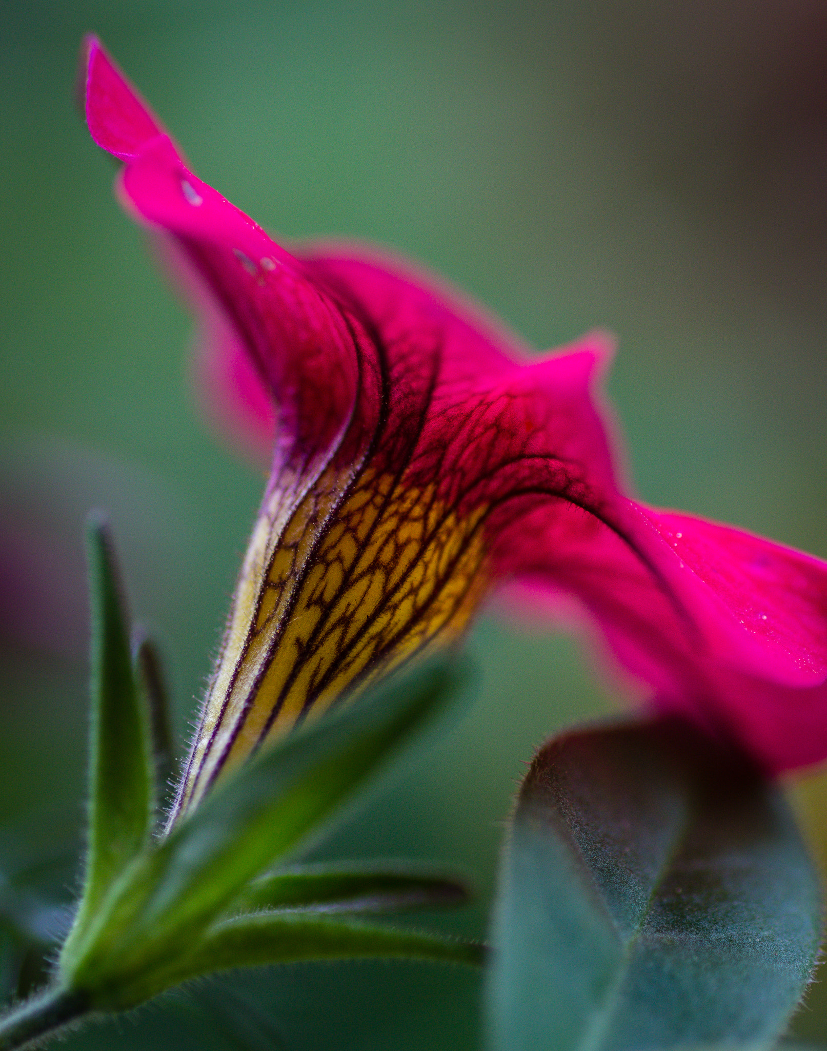 Canon EOS 600D (Rebel EOS T3i / EOS Kiss X5) + Tamron SP AF 90mm F2.8 Di Macro sample photo. Pretty in pink photography