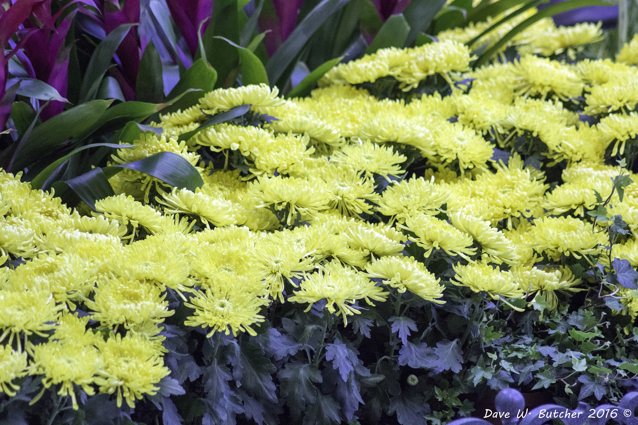 Canon EOS 1200D (EOS Rebel T5 / EOS Kiss X70 / EOS Hi) sample photo. Bellagio conservatory photography