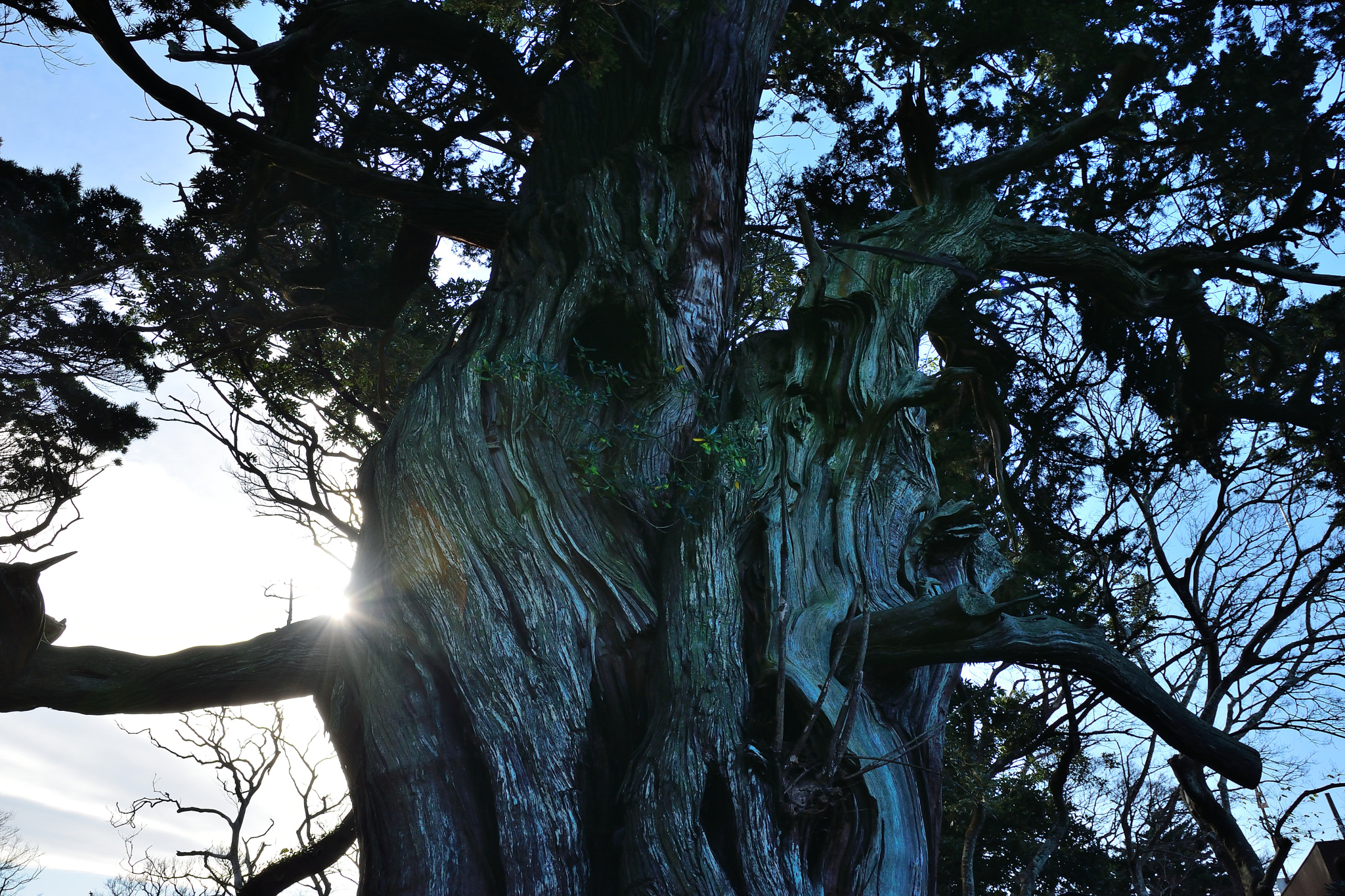 Sigma 17-70mm F2.8-4 DC Macro OS HSM | C sample photo. Mt.fuji20160110 photography