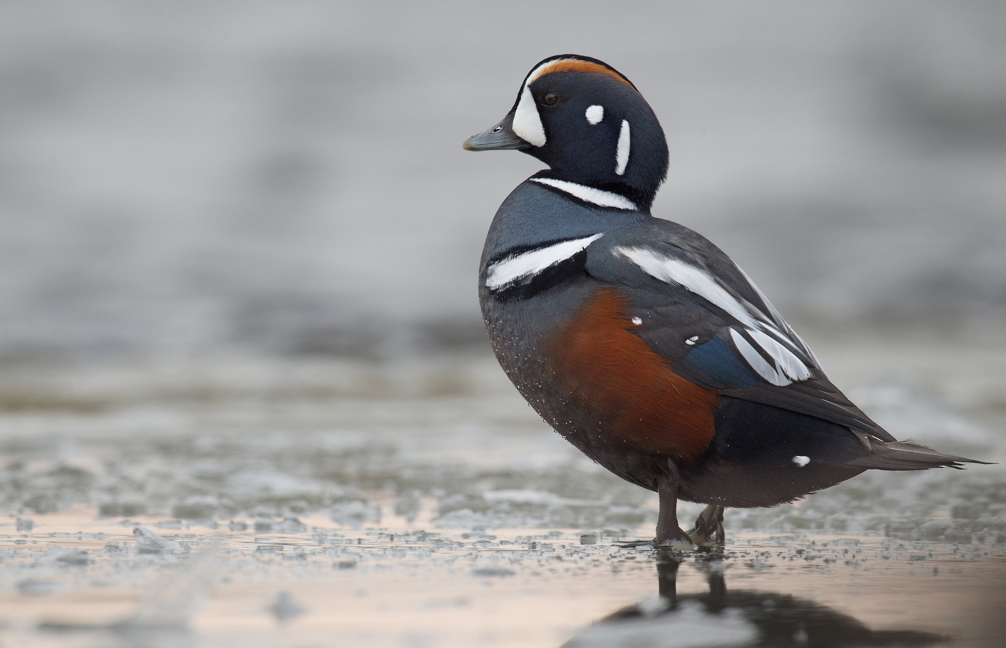 Sigma 24-60mm F2.8 EX DG sample photo. Arlequin plongeur, histrionicus histrionicus, harlequin duck photography