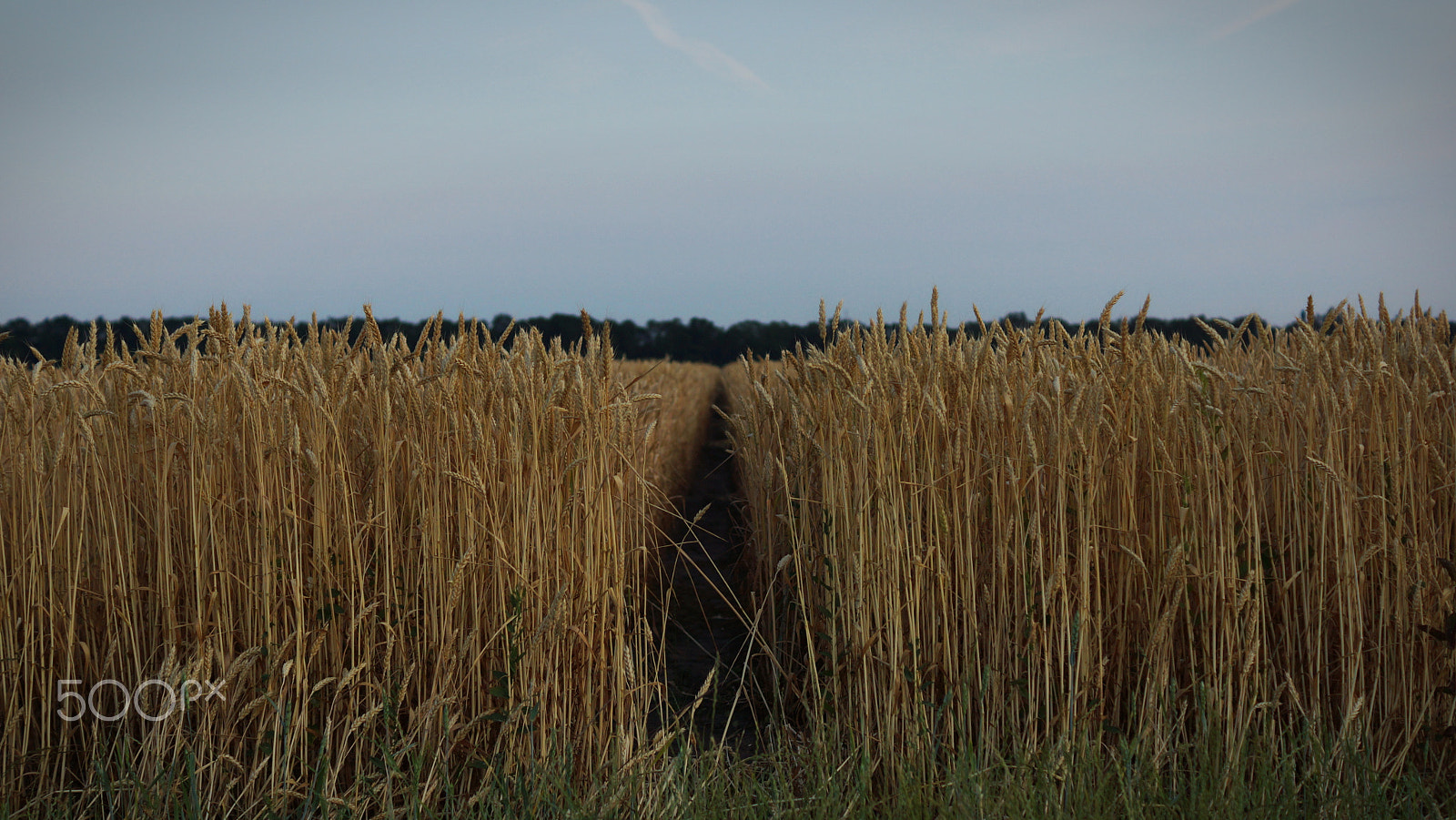 Sony SLT-A65 (SLT-A65V) + Sony DT 35mm F1.8 SAM sample photo. Wheat field photography