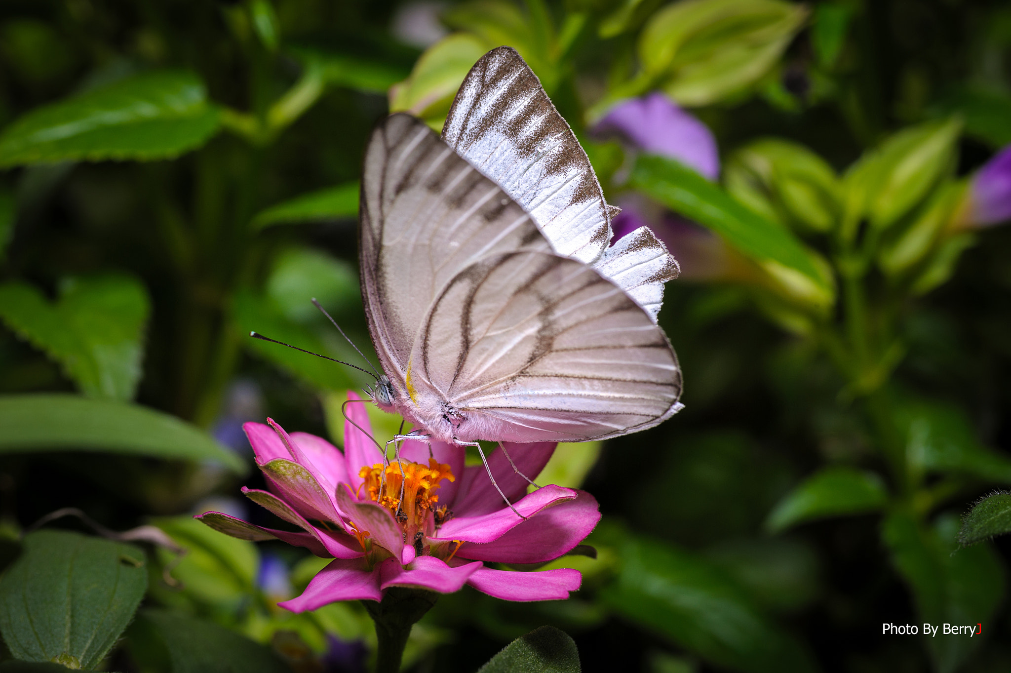 Nikon D700 + Sigma 70mm F2.8 EX DG Macro sample photo. 23998751720.jpg photography