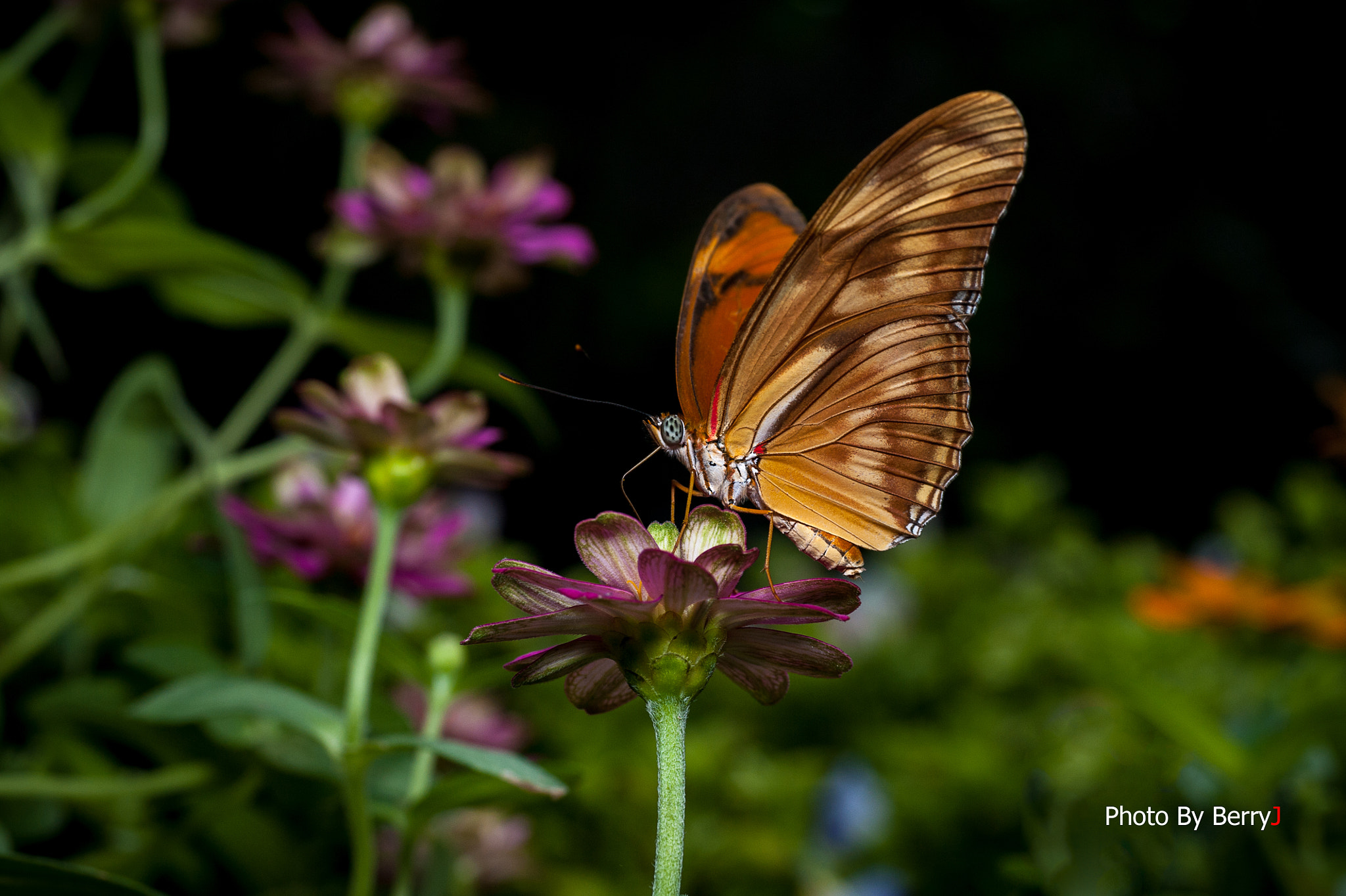Nikon D700 + Sigma 70mm F2.8 EX DG Macro sample photo. 23926548229.jpg photography