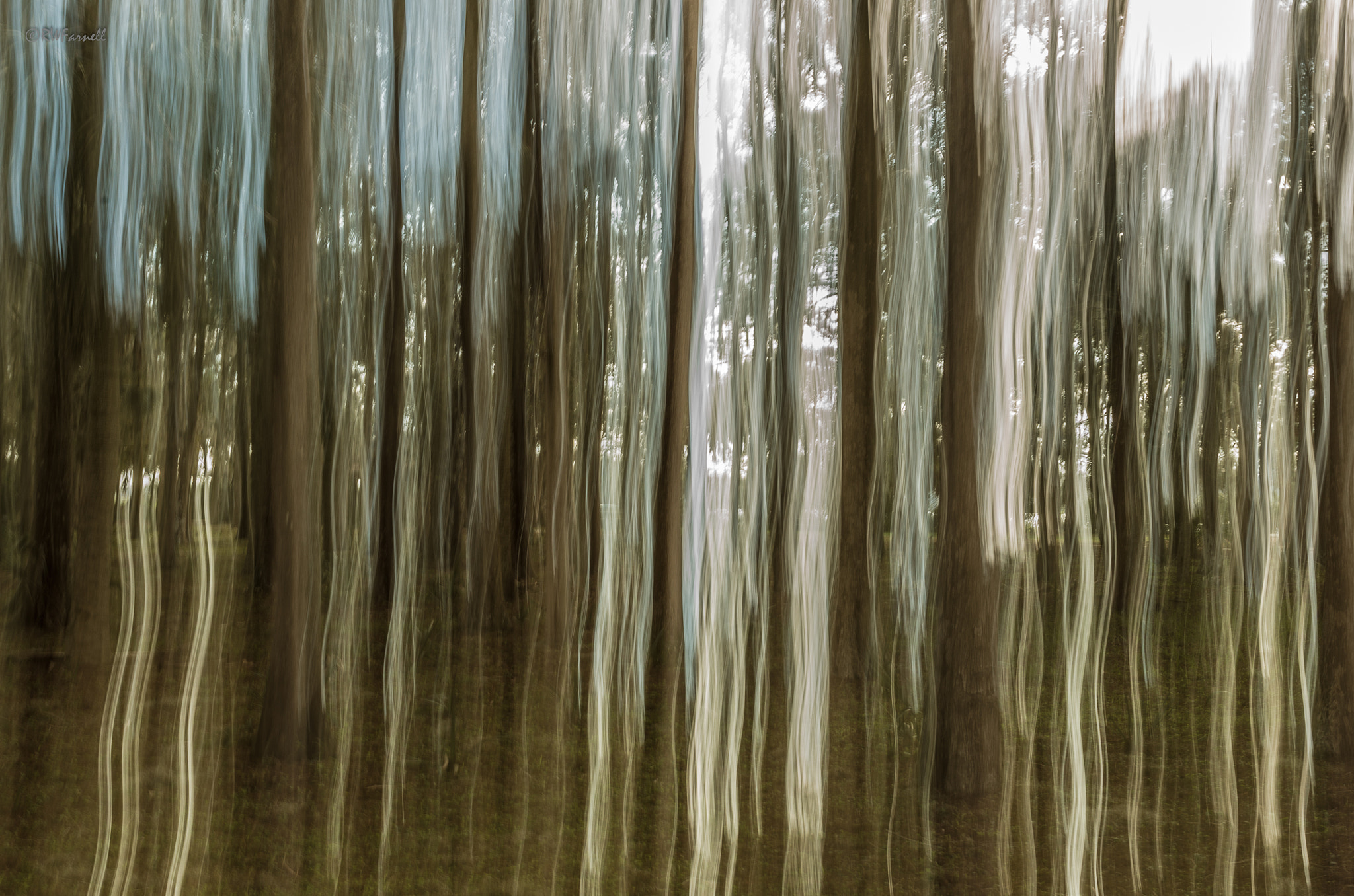 Pentax K-5 IIs sample photo. Ghost in the trees photography