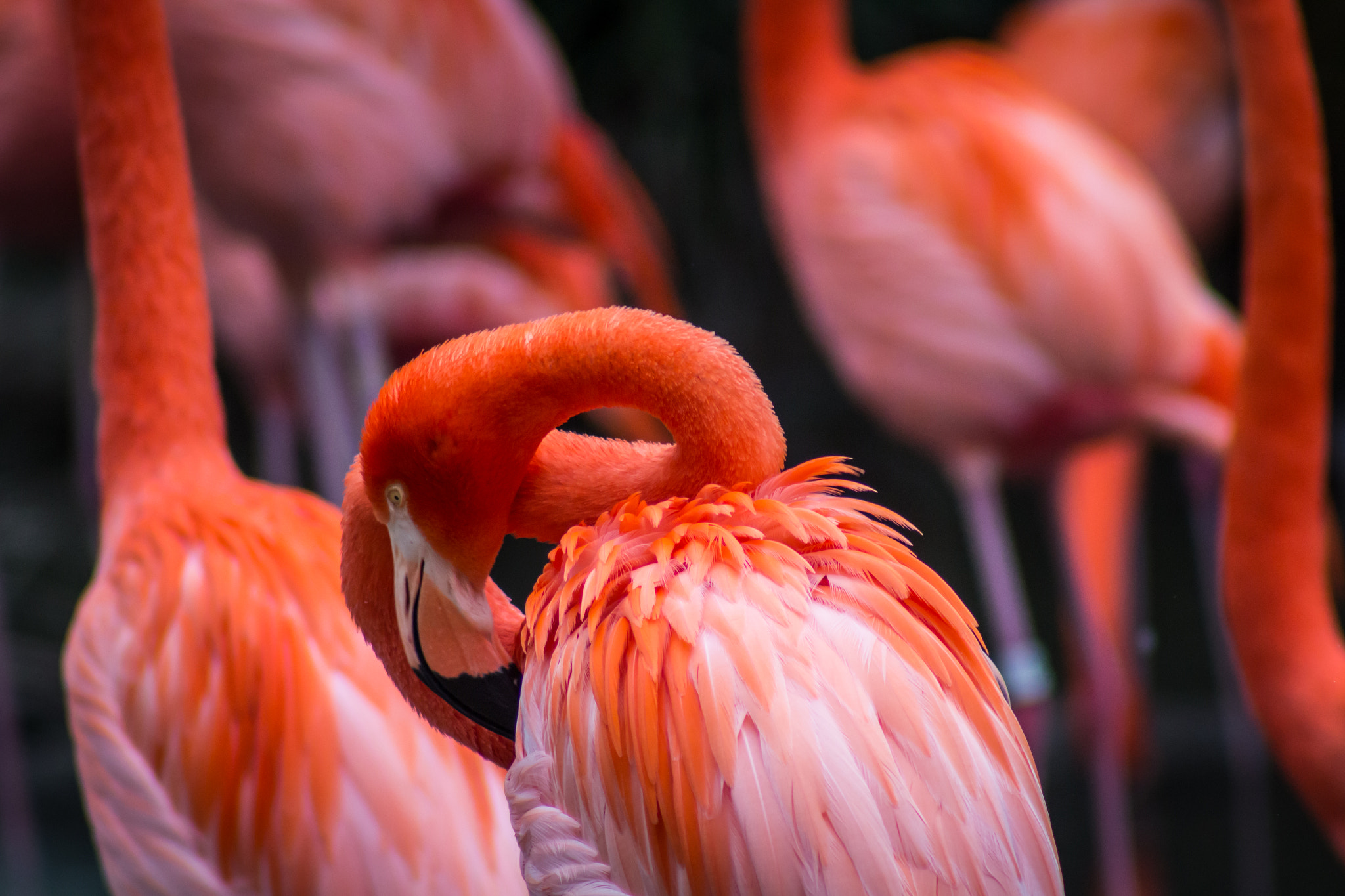 Canon EF 75-300mm f/4-5.6 USM sample photo. Flamingo, san diego zoo photography