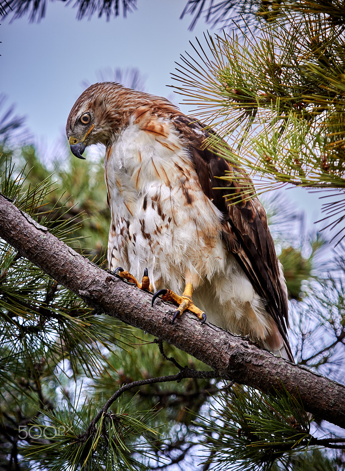 Canon EF 100-400mm F4.5-5.6L IS USM sample photo. Red tail photography