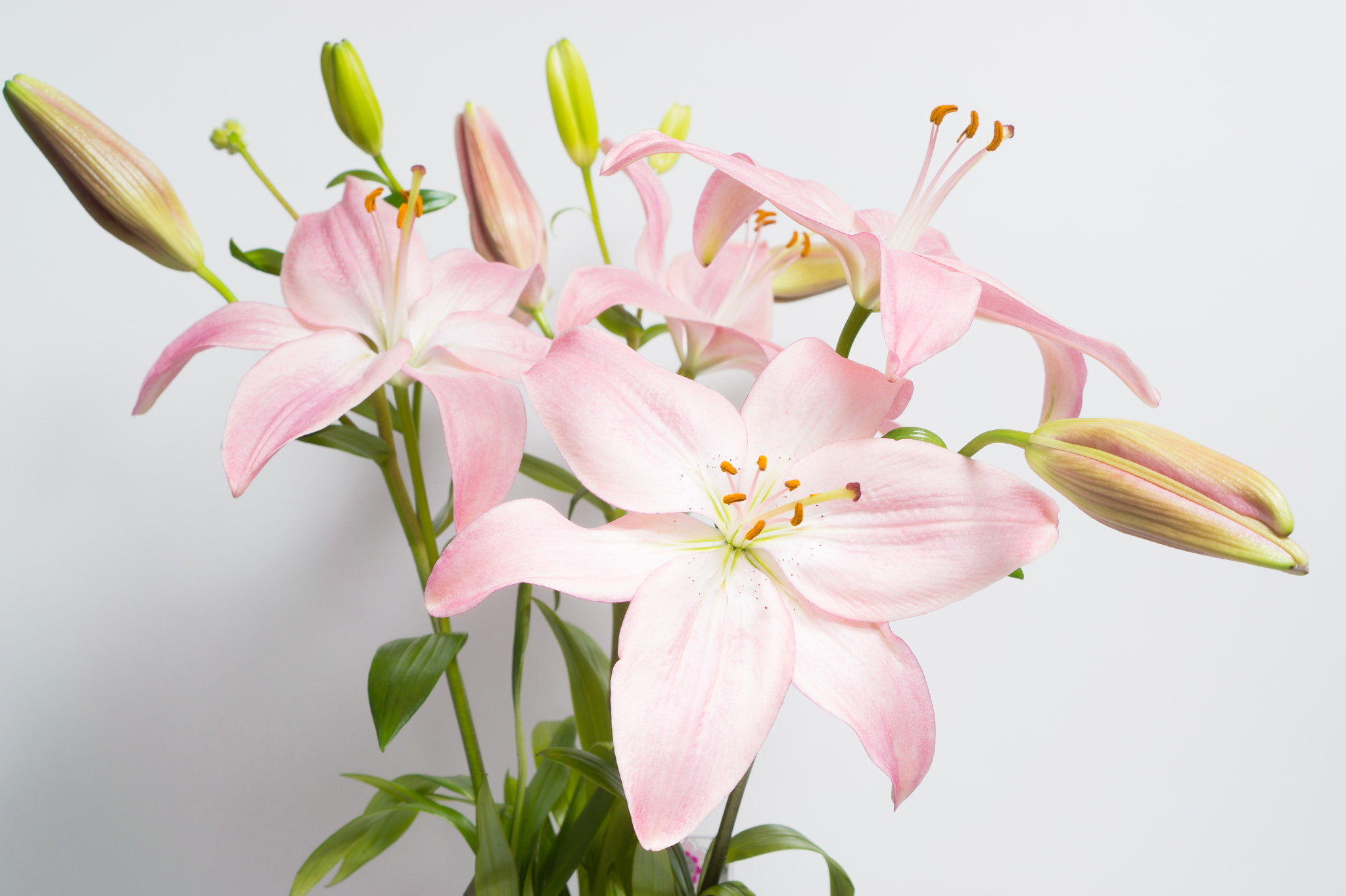 Sony E 35mm F1.8 OSS sample photo. Flowers on white background photography